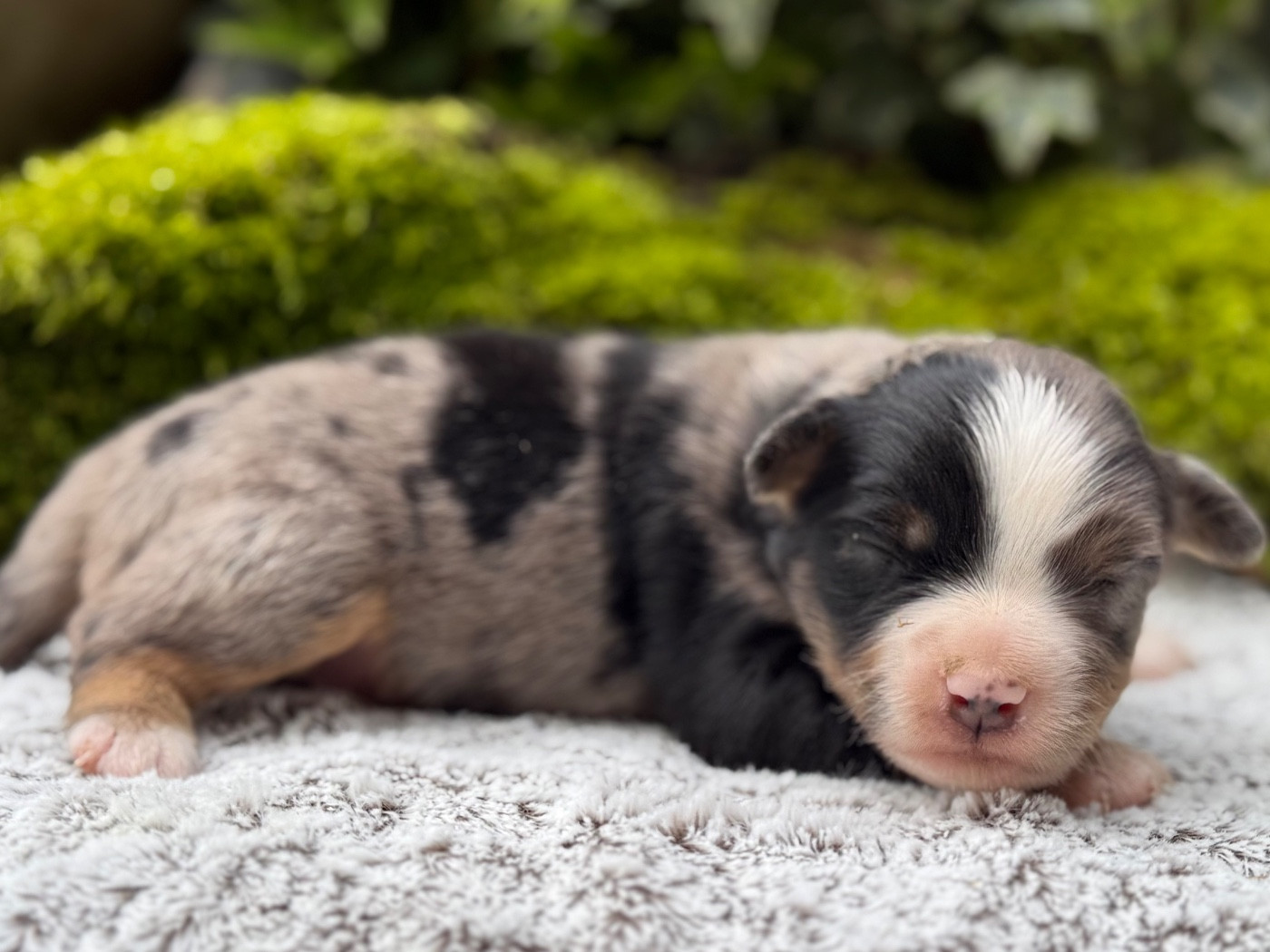 De La Cour Des Iles - Chiots disponibles - Berger Américain Miniature 