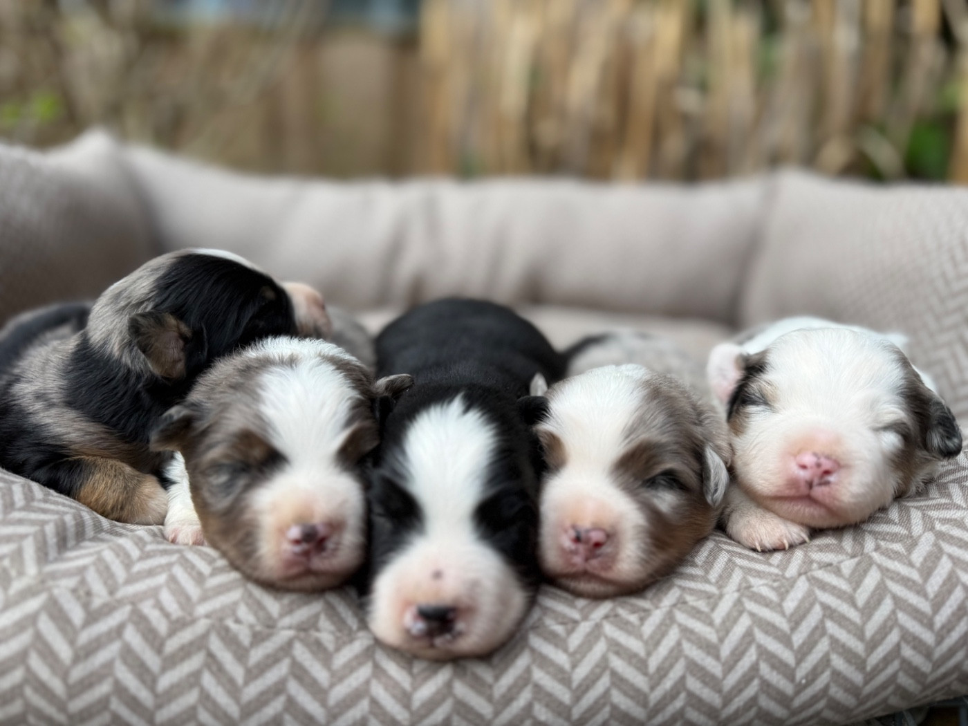 Chiot Berger Américain Miniature  De La Cour Des Iles