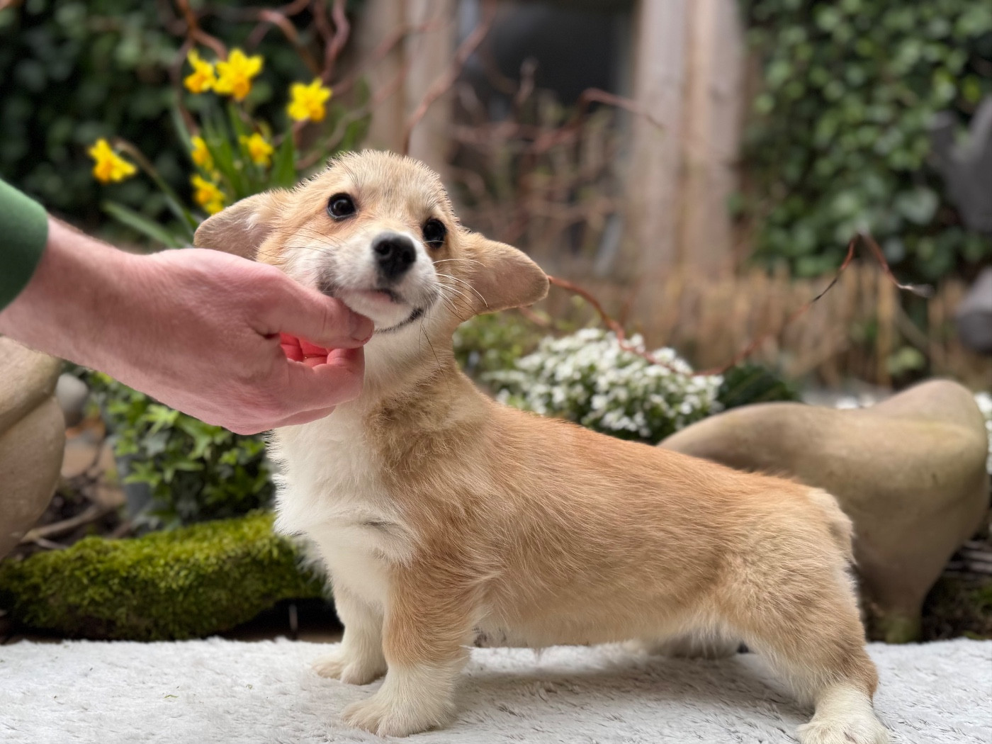De La Cour Des Iles - Chiots disponibles - Welsh Corgi Pembroke