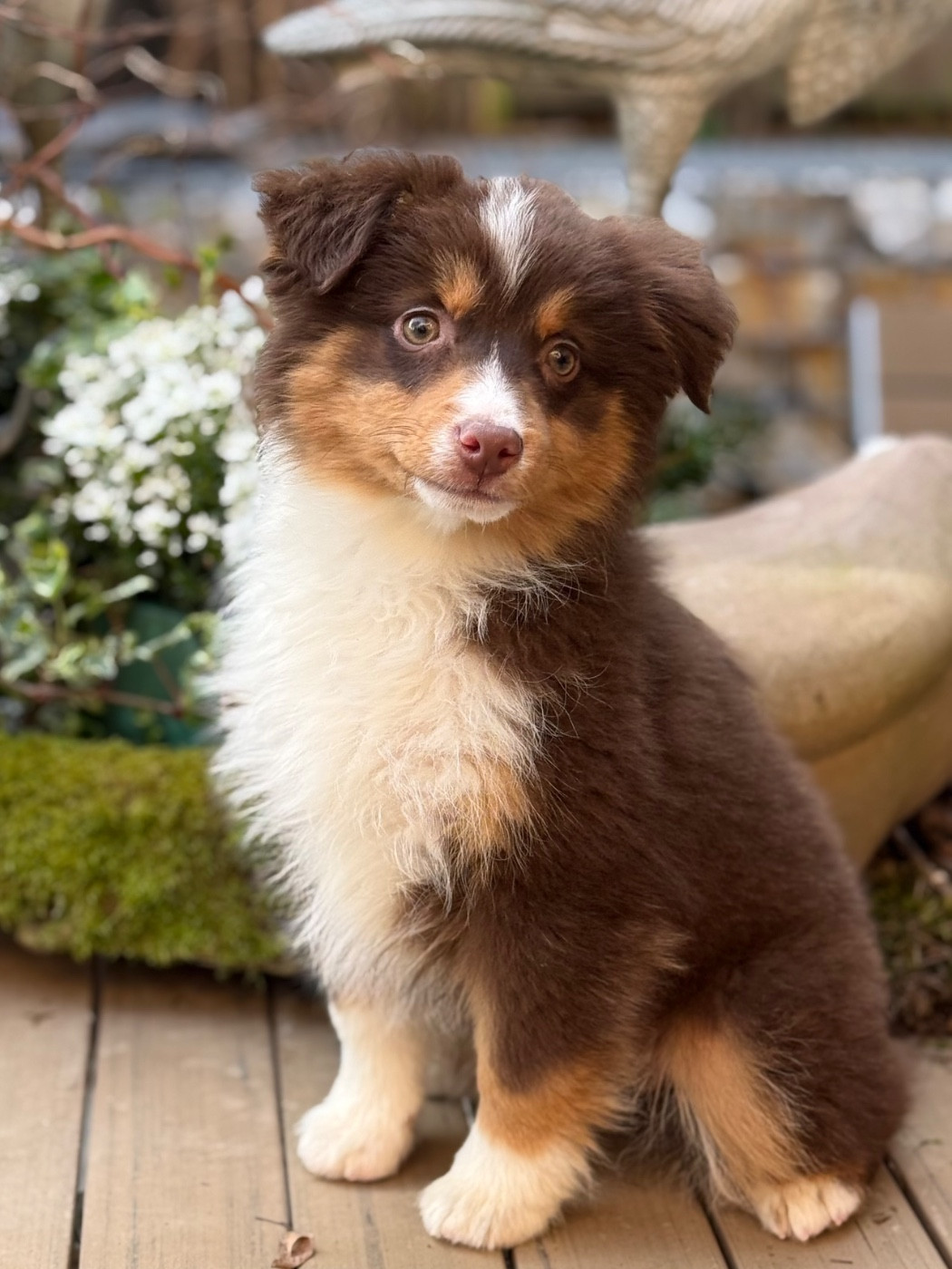 De La Cour Des Iles - Chiots disponibles - Berger Américain Miniature 