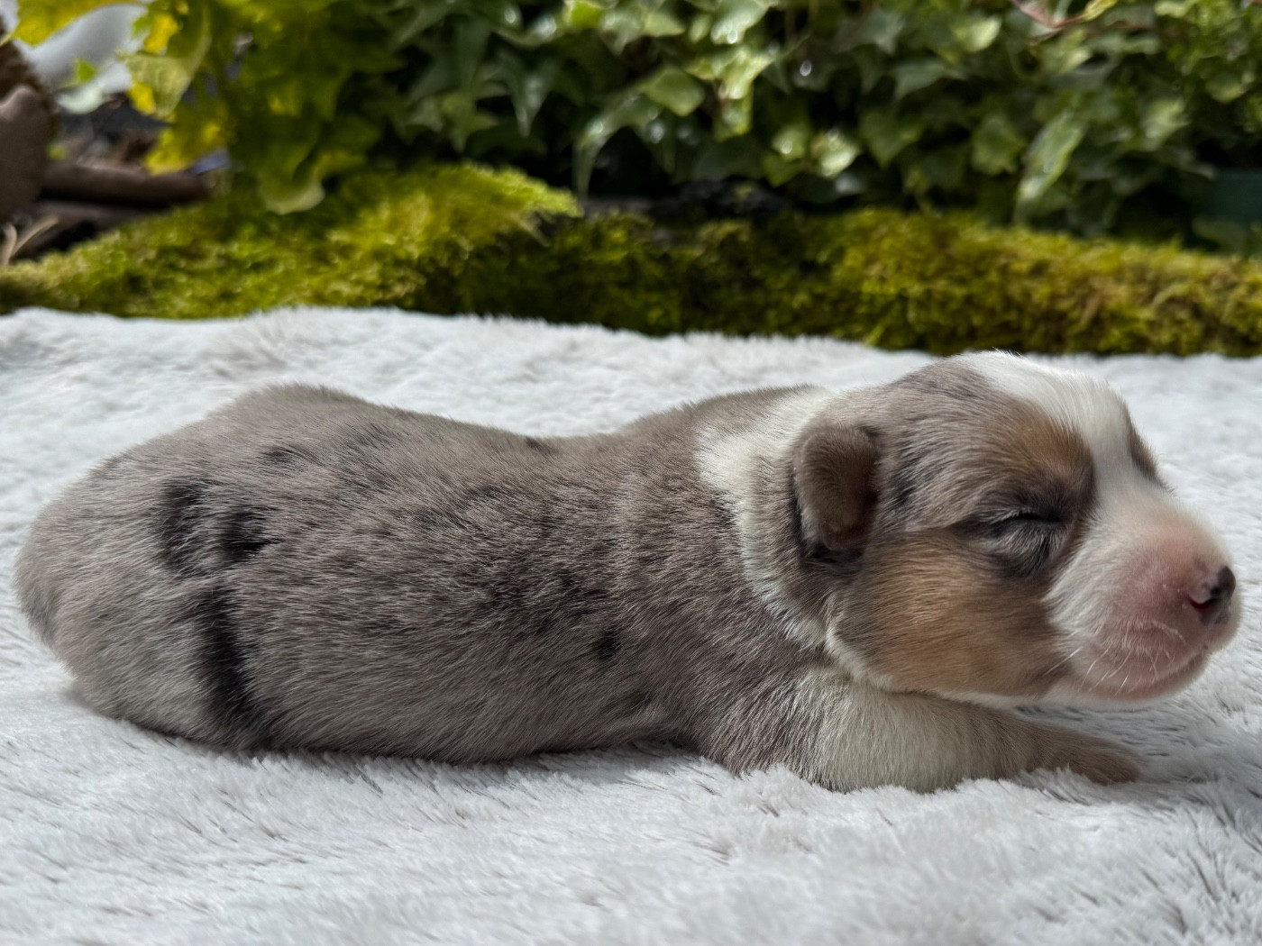De La Cour Des Iles - Chiots disponibles - Welsh Corgi Cardigan