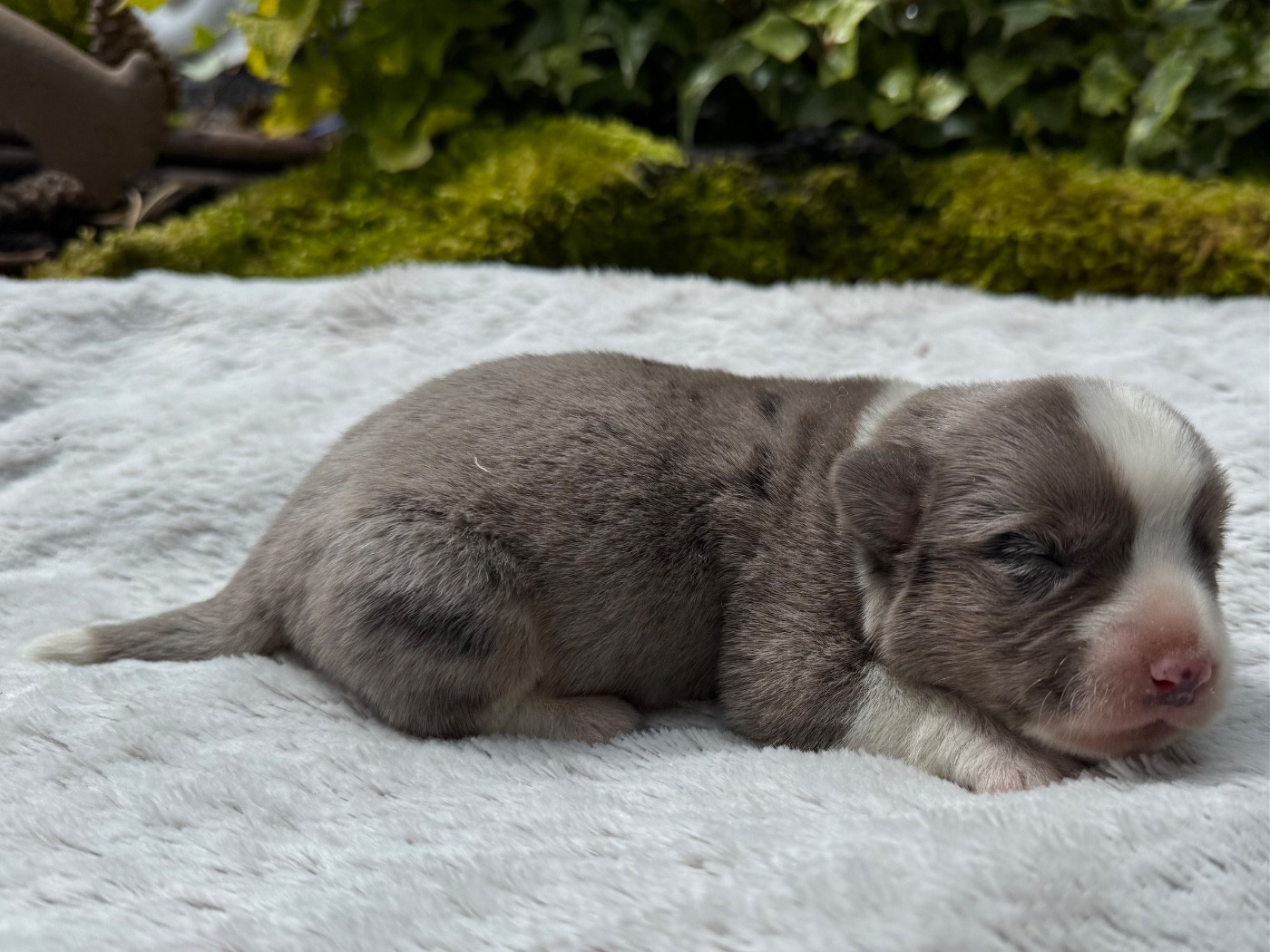 De La Cour Des Iles - Chiots disponibles - Welsh Corgi Cardigan