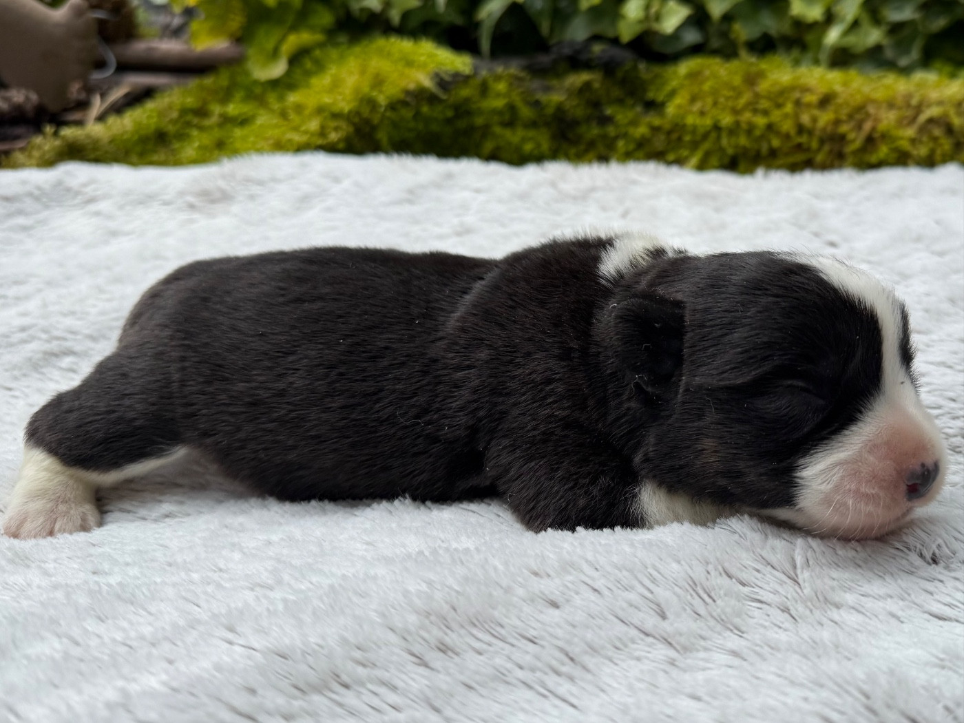 De La Cour Des Iles - Chiots disponibles - Welsh Corgi Cardigan