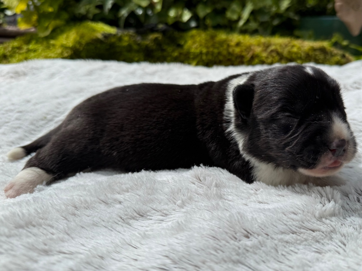 De La Cour Des Iles - Chiots disponibles - Welsh Corgi Cardigan