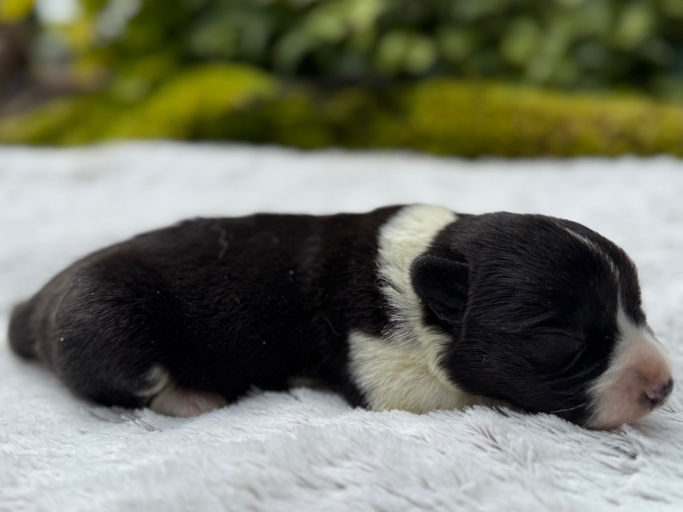 De La Cour Des Iles - Chiots disponibles - Welsh Corgi Cardigan