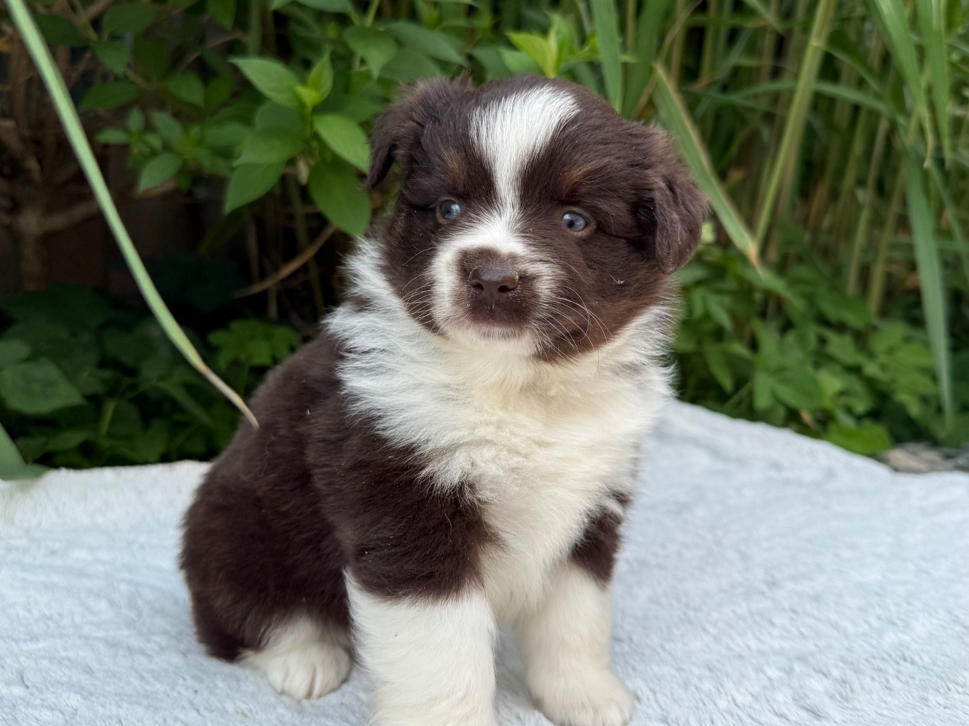 De La Cour Des Iles - Chiots disponibles - Berger Américain Miniature 