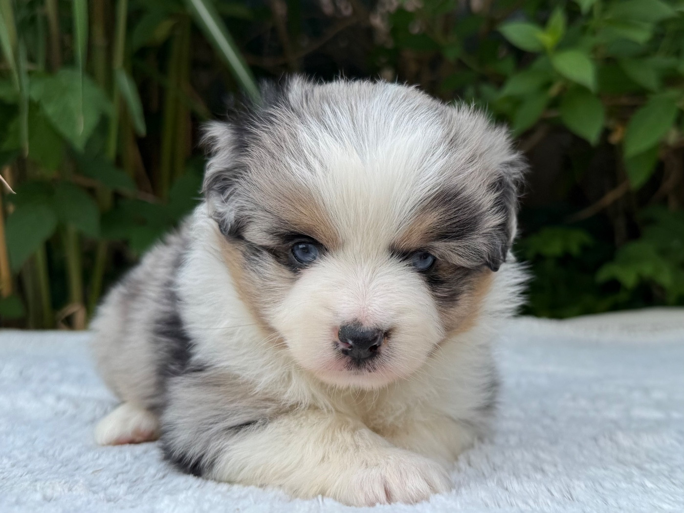 De La Cour Des Iles - Chiots disponibles - Berger Américain Miniature 