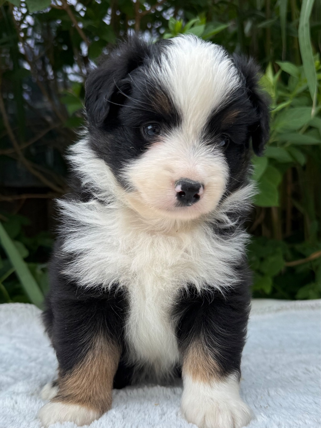 De La Cour Des Iles - Chiots disponibles - Berger Américain Miniature 
