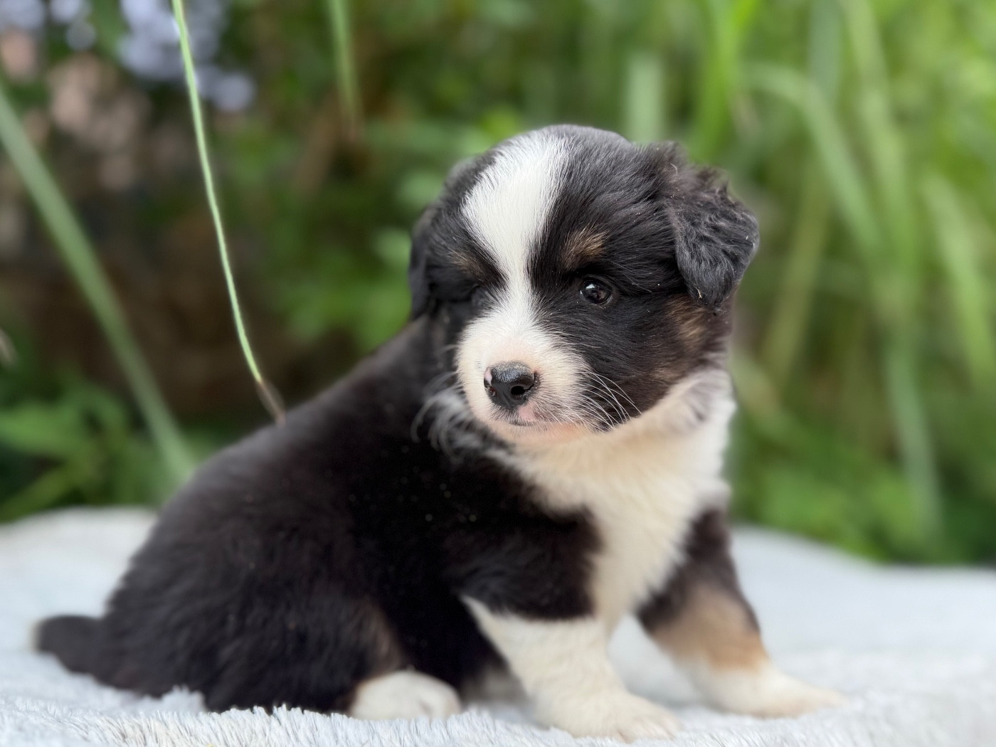 De La Cour Des Iles - Chiots disponibles - Berger Américain Miniature 