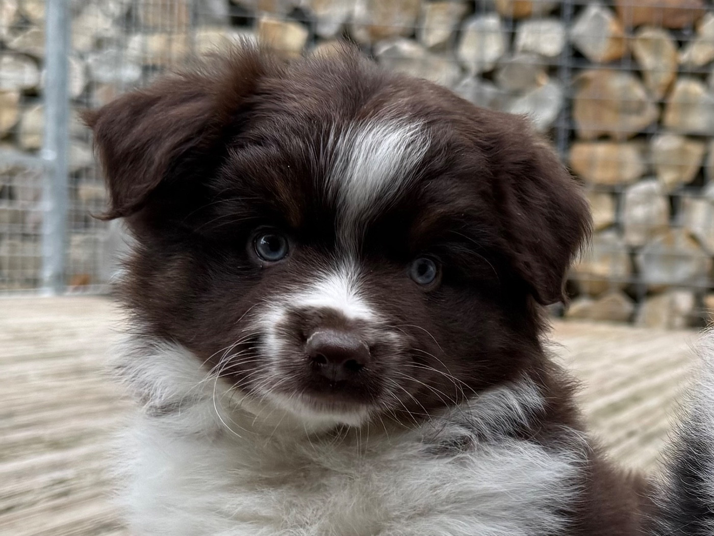 De La Cour Des Iles - Chiots disponibles - Berger Américain Miniature 