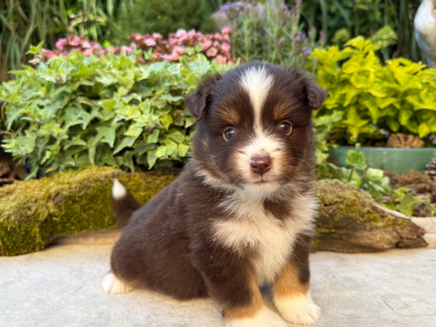 De La Cour Des Iles - Chiots disponibles - Berger Américain Miniature 