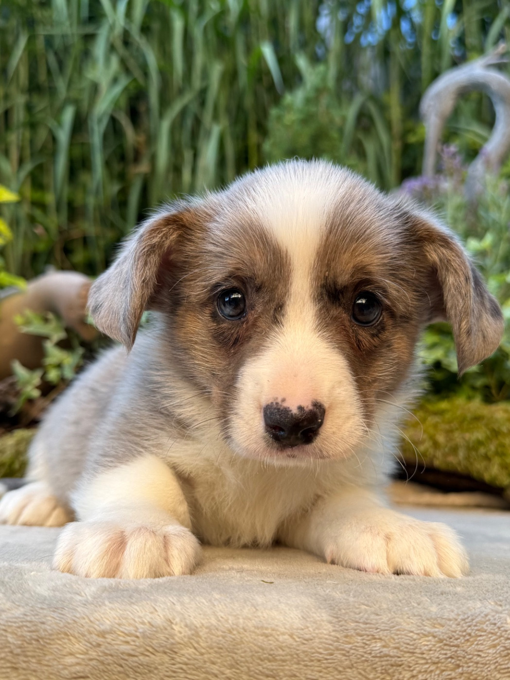 De La Cour Des Iles - Chiots disponibles - Welsh Corgi Cardigan