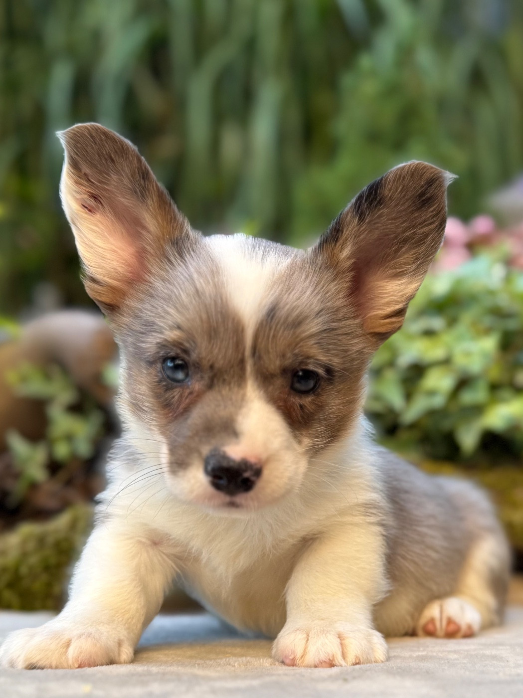 De La Cour Des Iles - Chiots disponibles - Welsh Corgi Cardigan