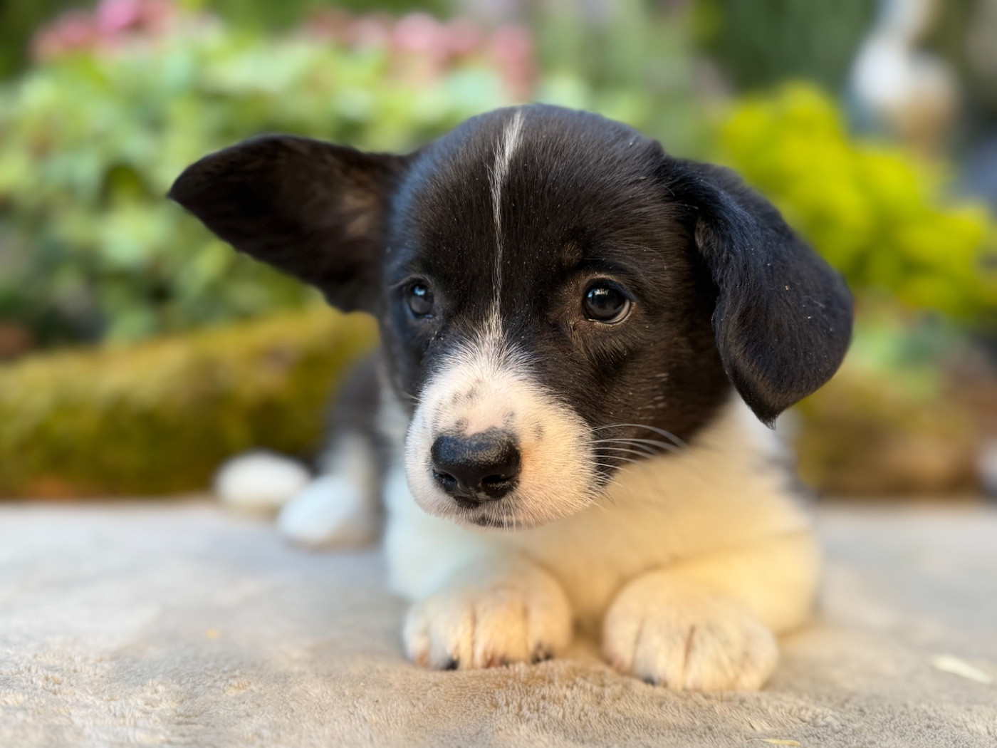 De La Cour Des Iles - Chiots disponibles - Welsh Corgi Cardigan