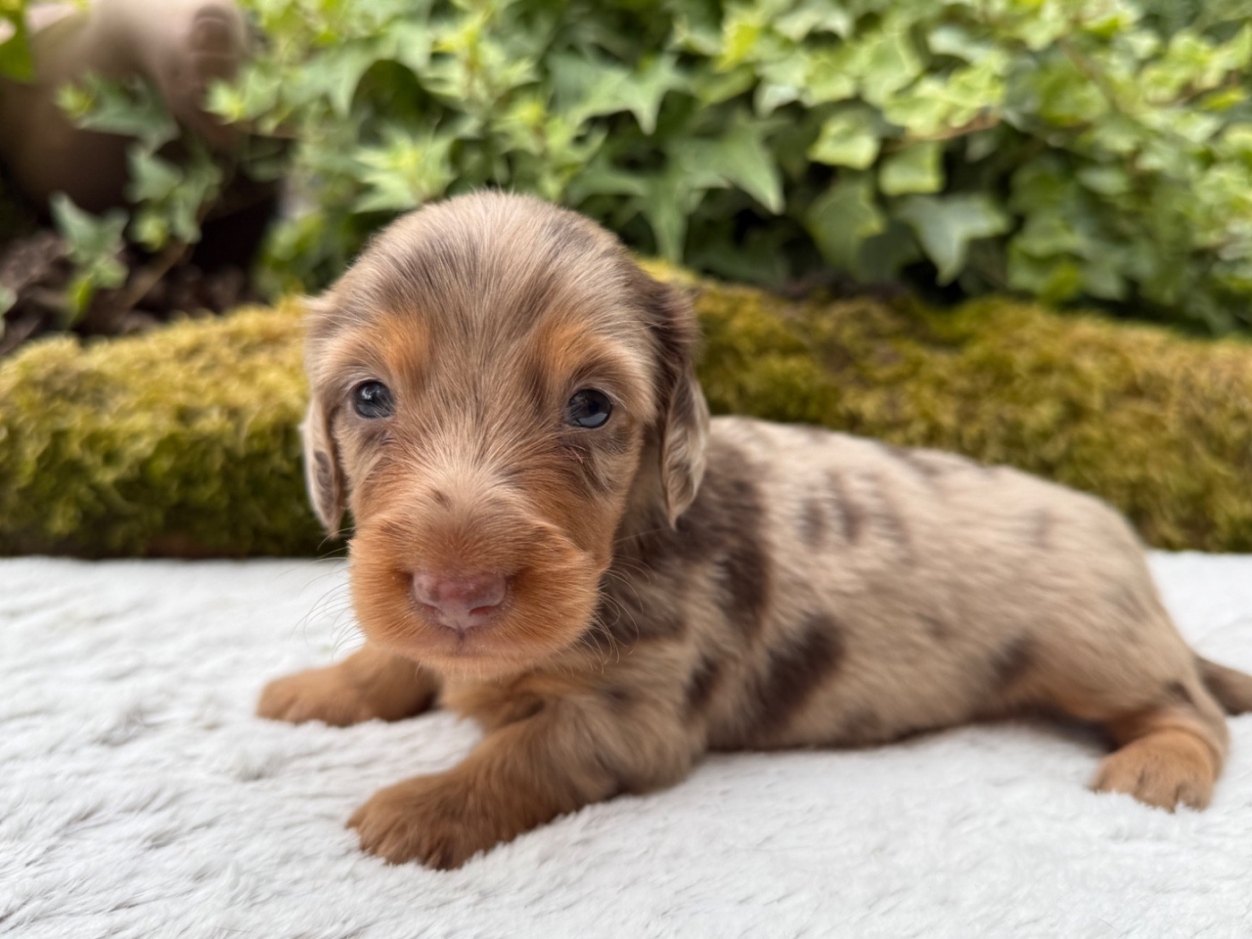De La Cour Des Iles - Chiots disponibles - Teckel poil long