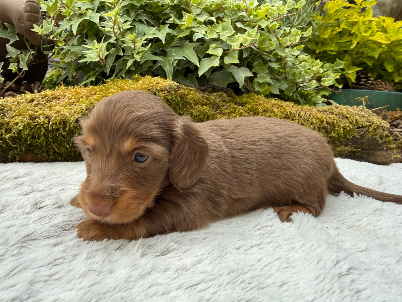 De La Cour Des Iles - Chiots disponibles - Teckel poil long