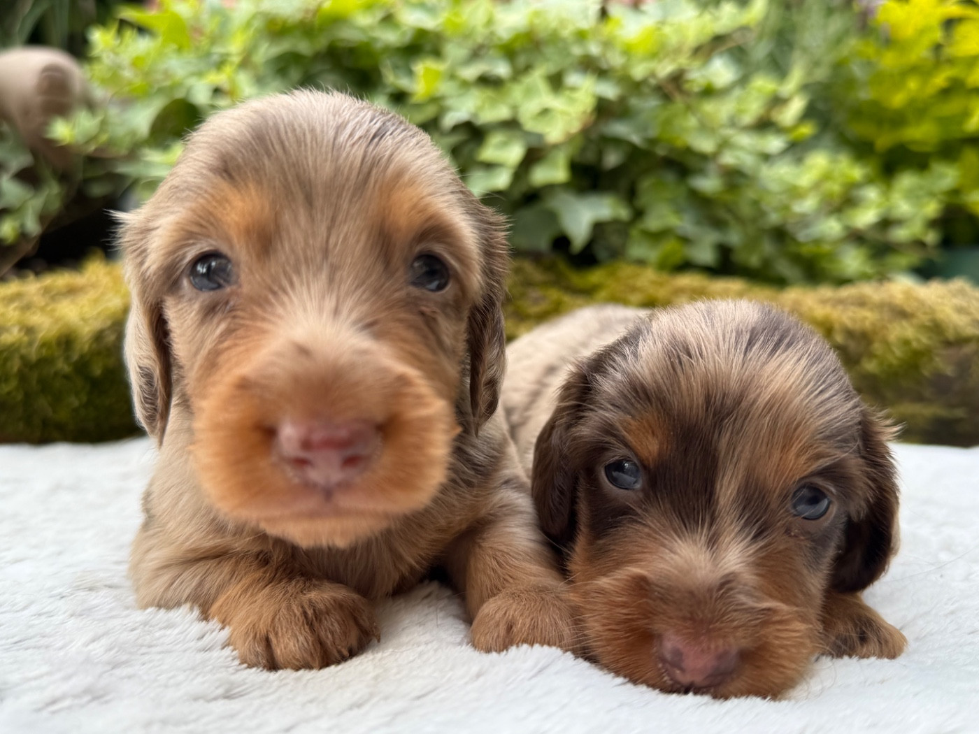 Chiot Teckel poil long De La Cour Des Iles