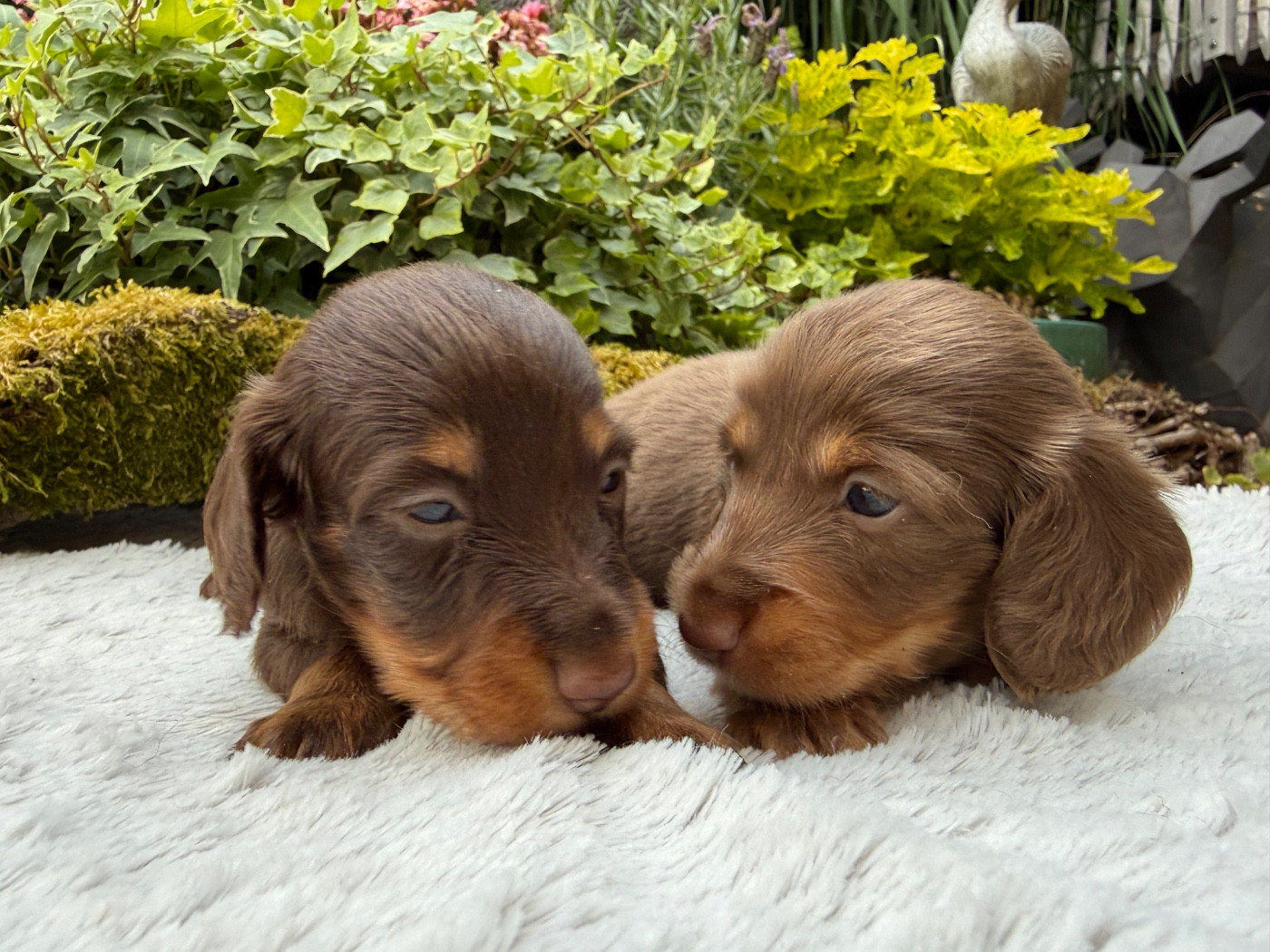 Chiot Teckel poil long De La Cour Des Iles