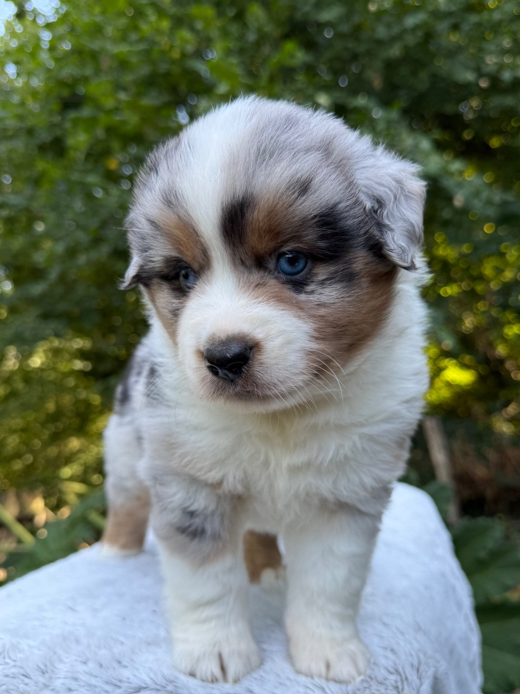 De La Cour Des Iles - Chiots disponibles - Berger Américain Miniature 