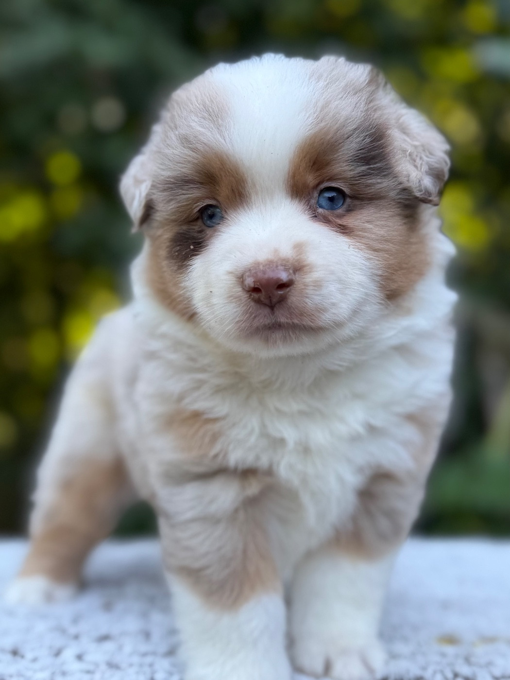 De La Cour Des Iles - Chiots disponibles - Berger Américain Miniature 