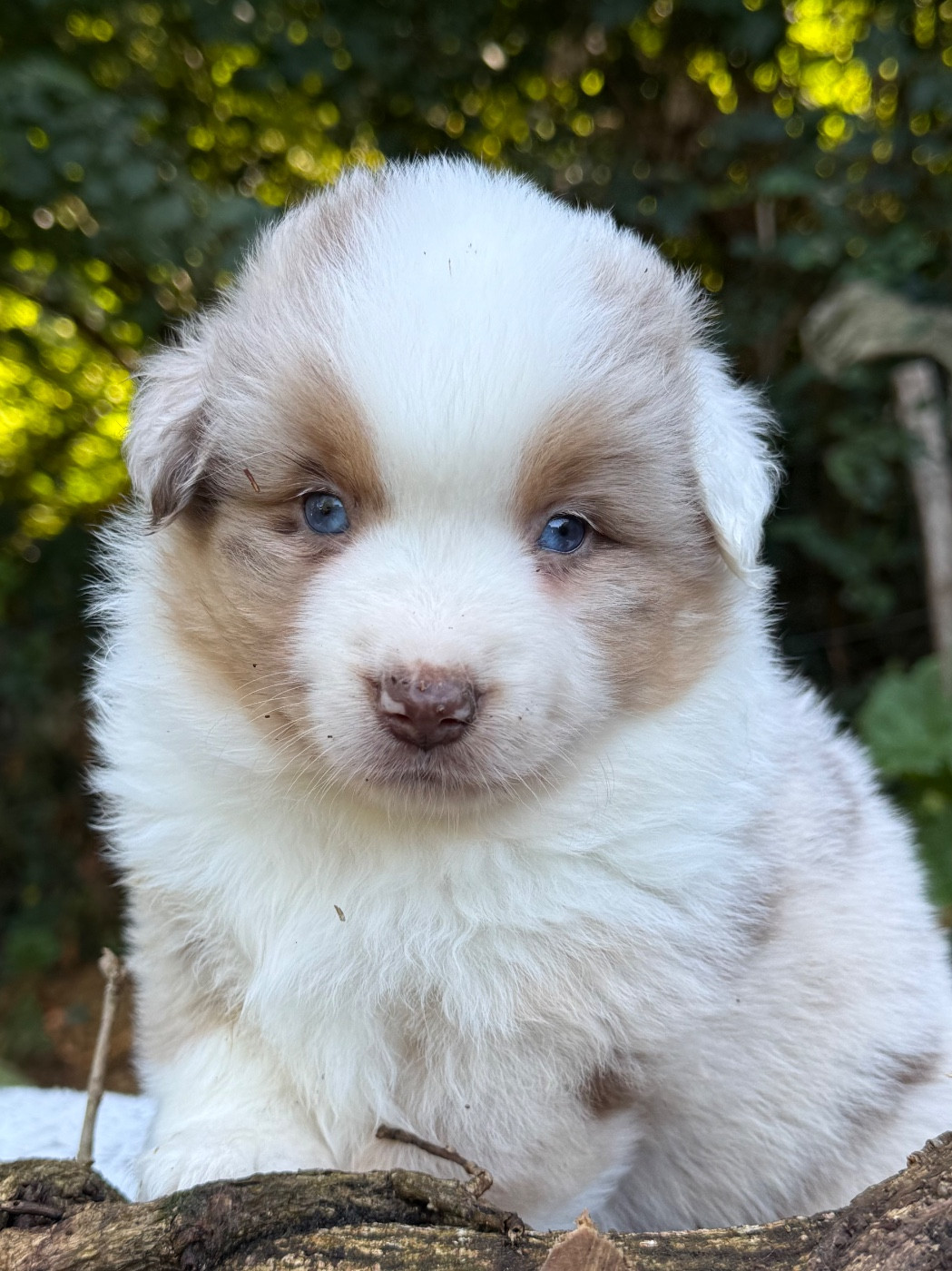 De La Cour Des Iles - Chiots disponibles - Berger Américain Miniature 