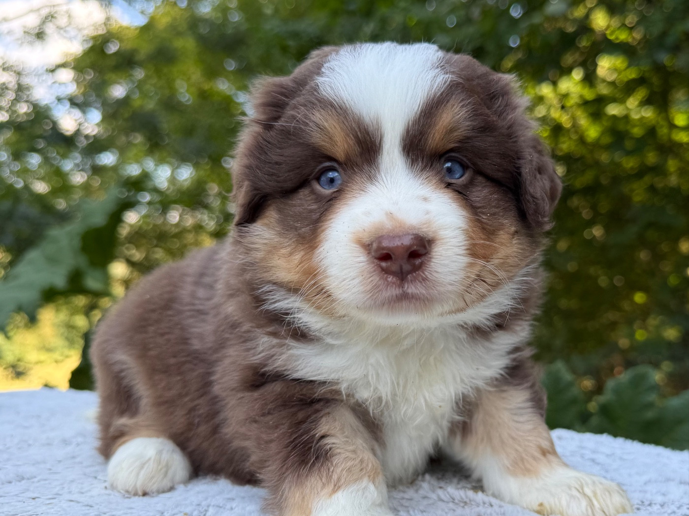 De La Cour Des Iles - Chiots disponibles - Berger Américain Miniature 