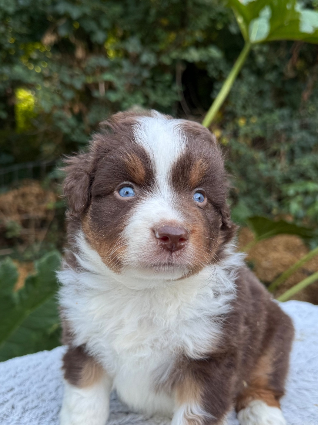 De La Cour Des Iles - Chiots disponibles - Berger Américain Miniature 