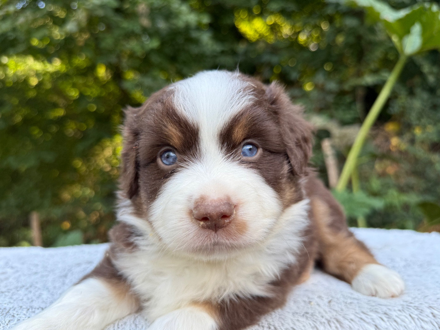 De La Cour Des Iles - Chiots disponibles - Berger Américain Miniature 