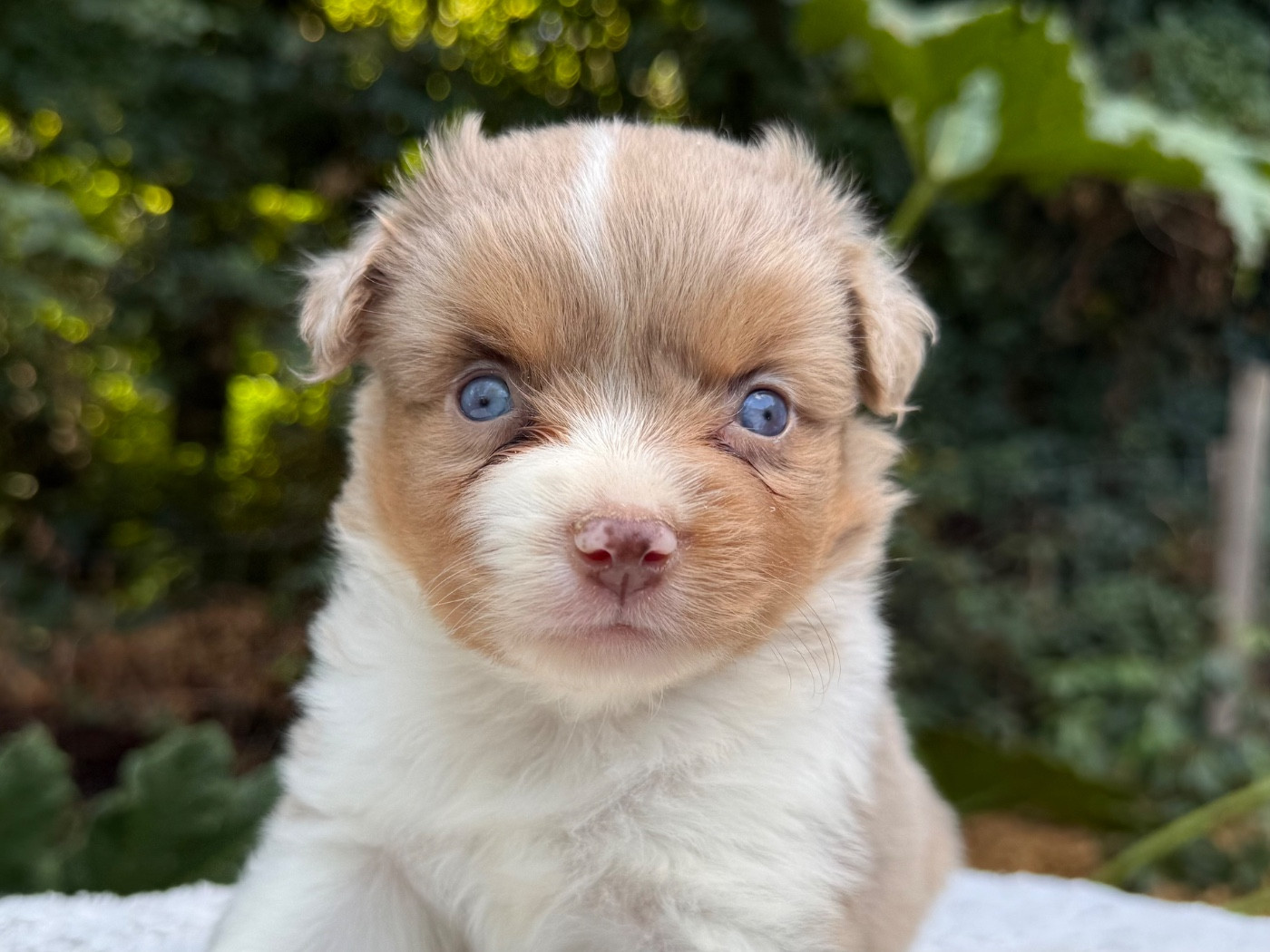 De La Cour Des Iles - Chiots disponibles - Berger Américain Miniature 