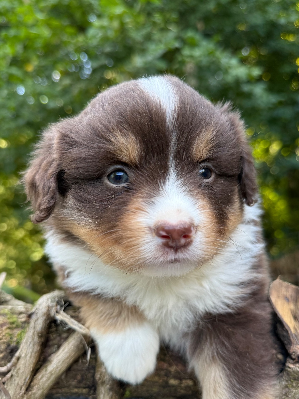 De La Cour Des Iles - Chiots disponibles - Berger Américain Miniature 
