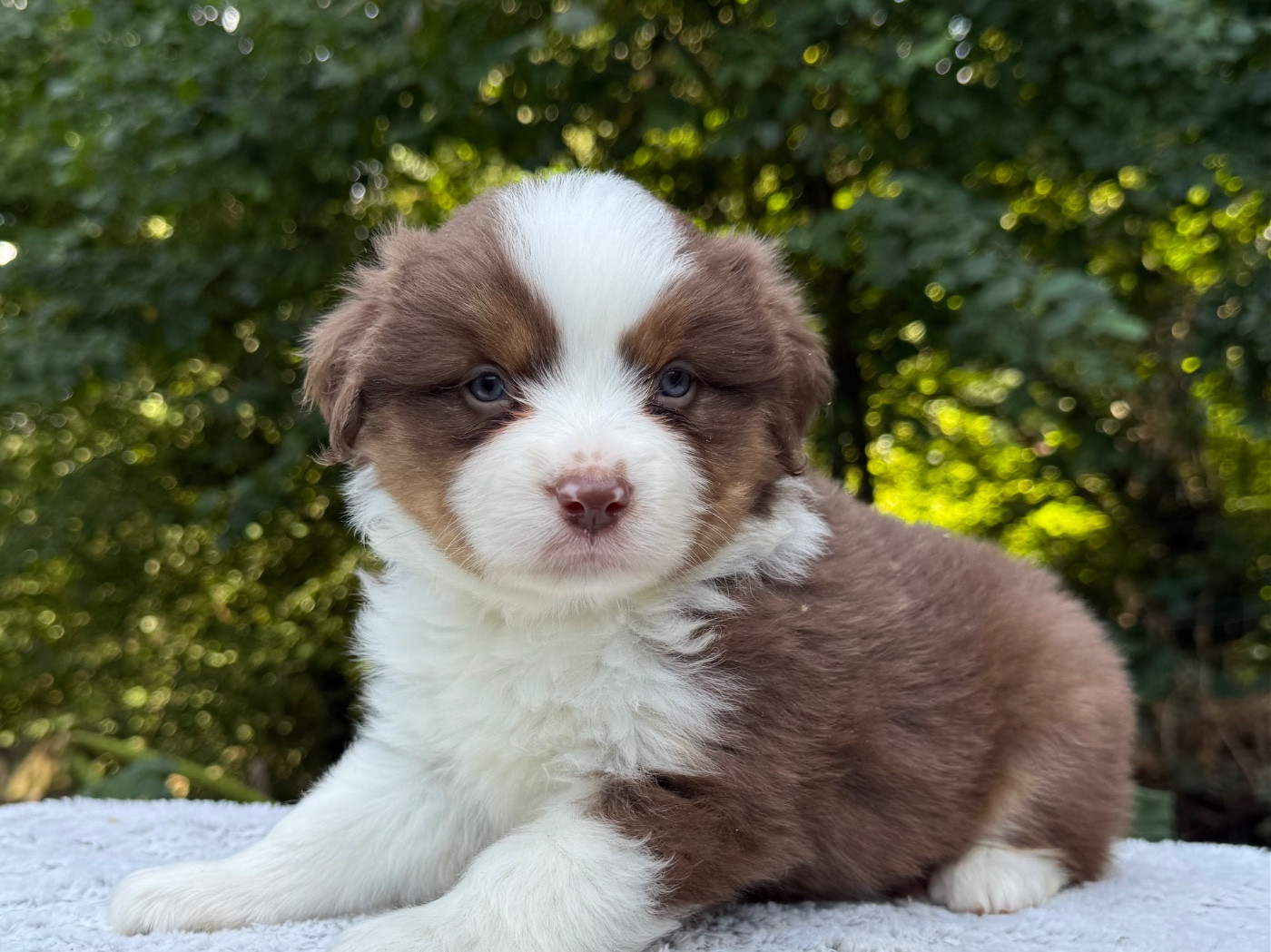 De La Cour Des Iles - Chiots disponibles - Berger Américain Miniature 