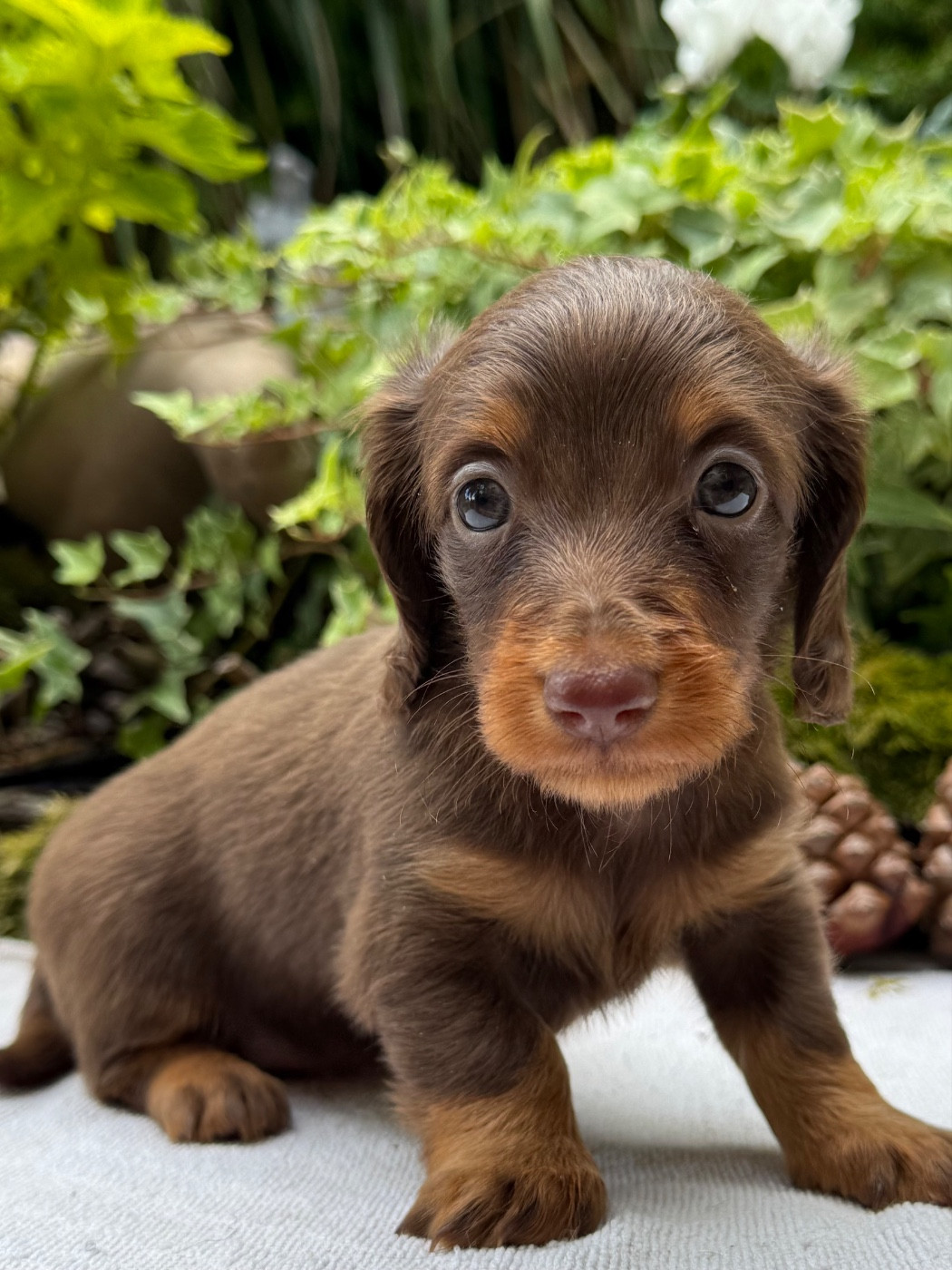 De La Cour Des Iles - Chiots disponibles - Teckel poil long