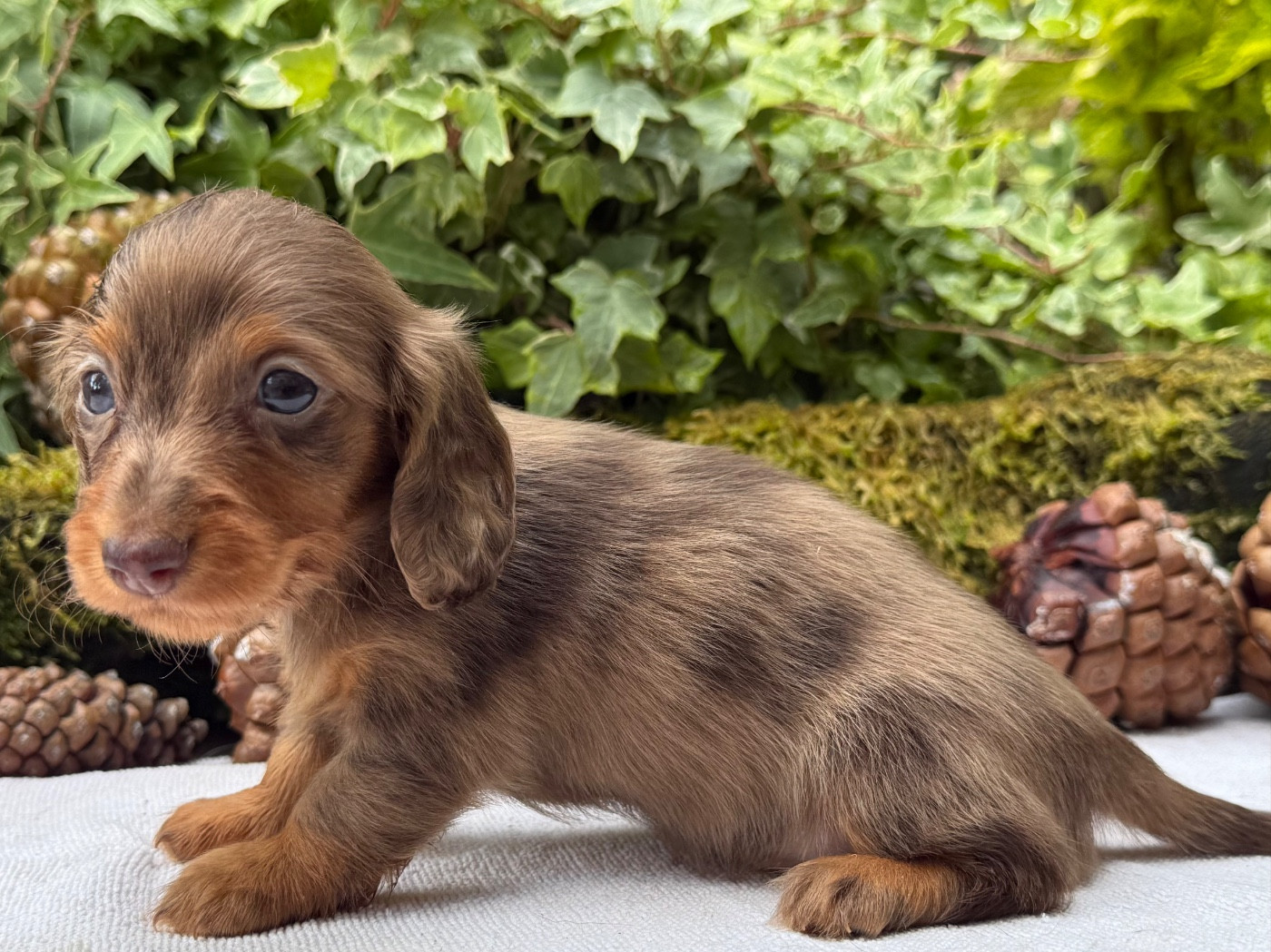 De La Cour Des Iles - Chiots disponibles - Teckel poil long