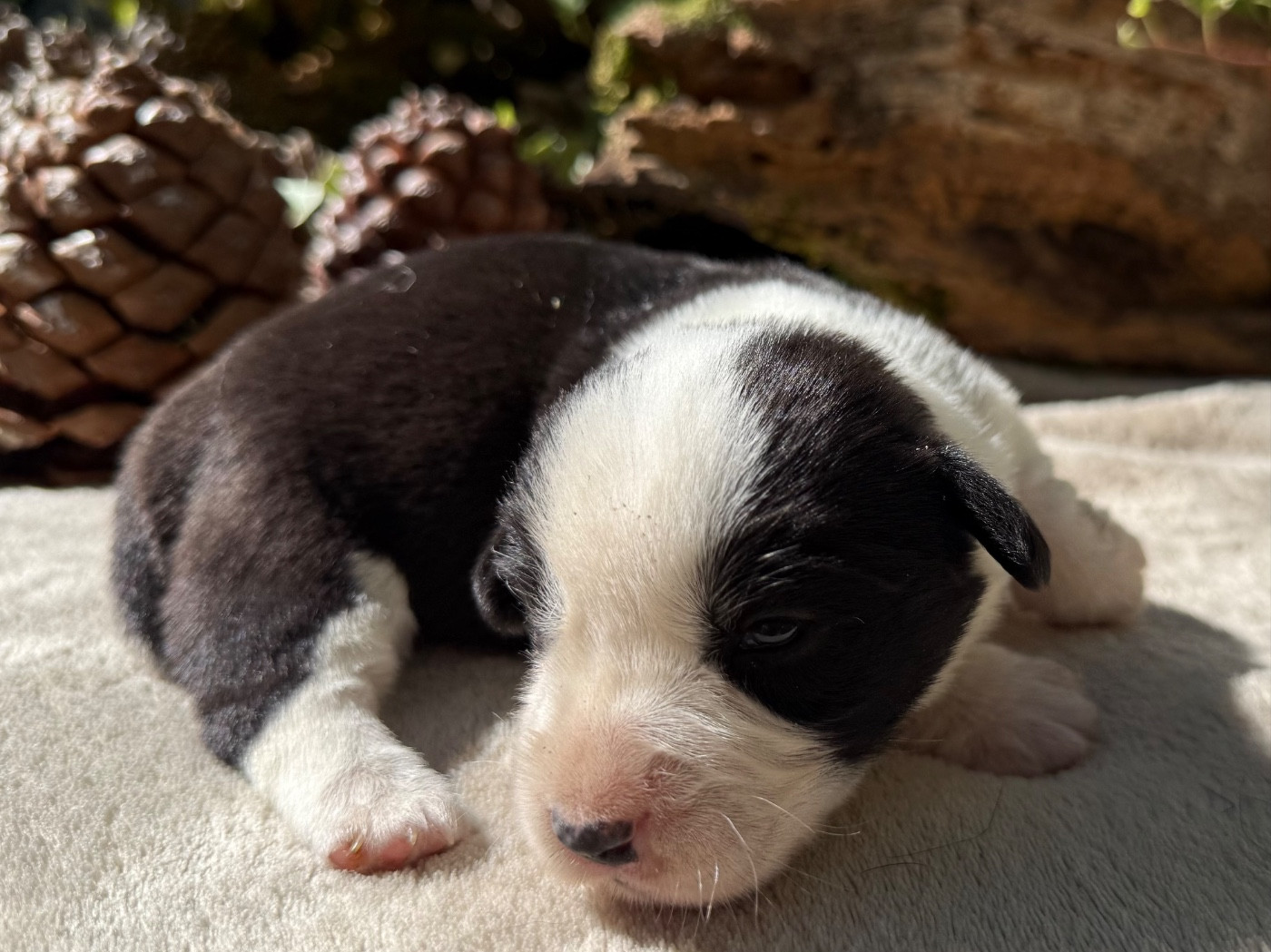 De La Cour Des Iles - Chiots disponibles - Welsh Corgi Cardigan