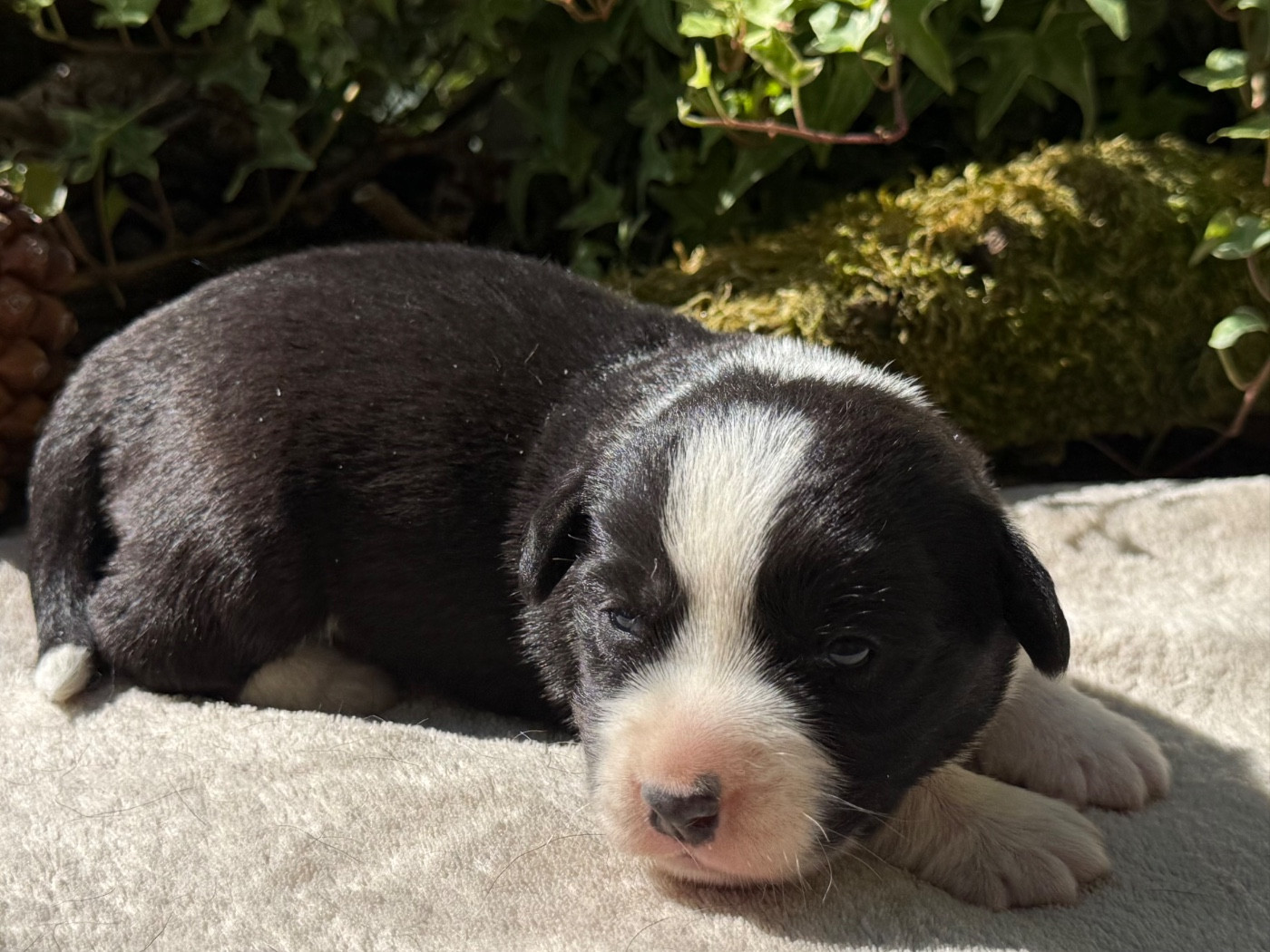 De La Cour Des Iles - Chiots disponibles - Welsh Corgi Cardigan