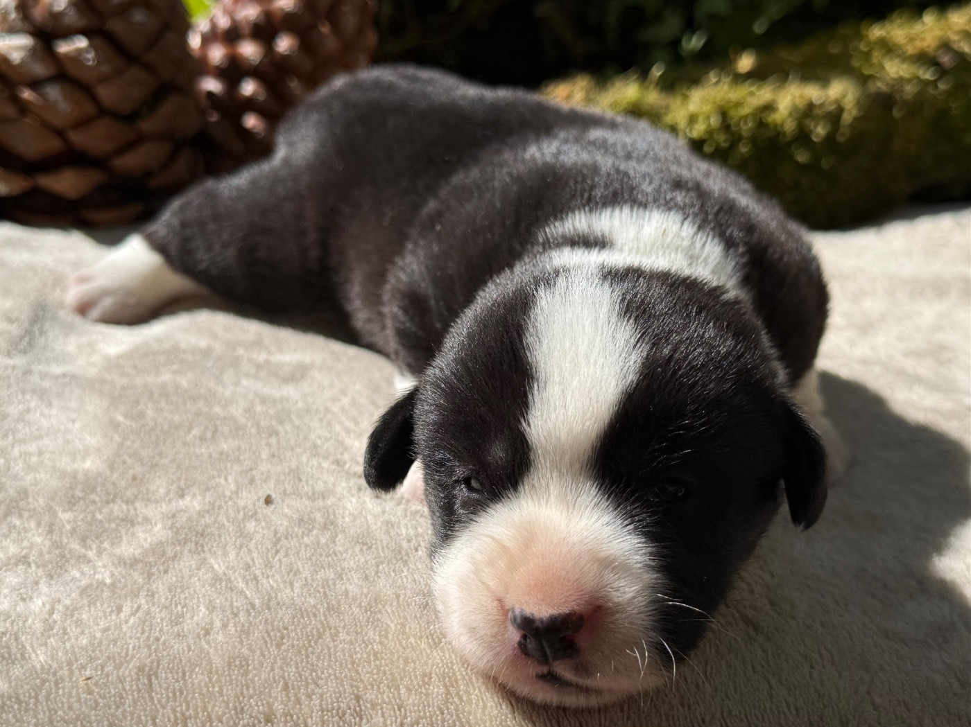 De La Cour Des Iles - Chiots disponibles - Welsh Corgi Cardigan