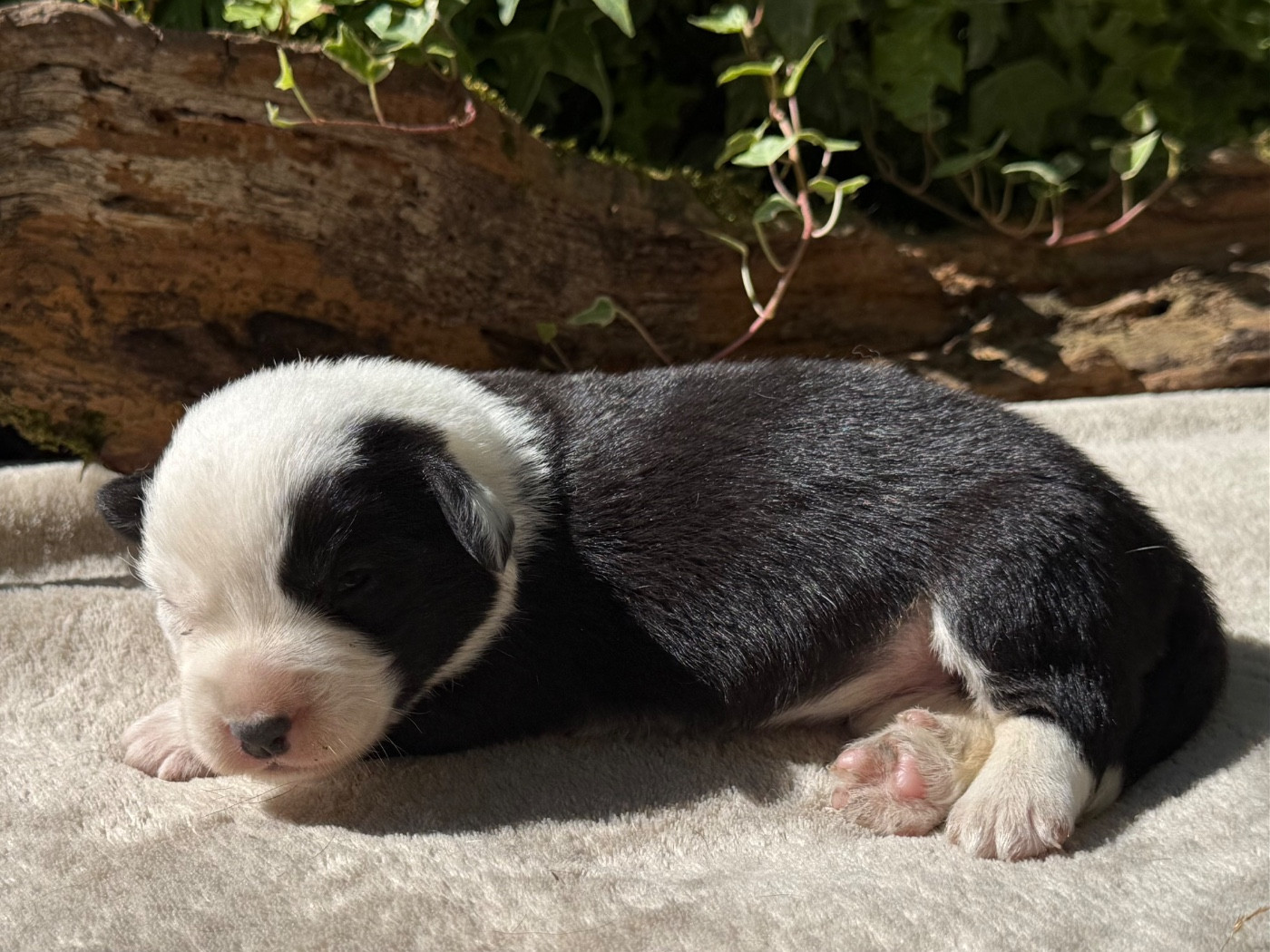 De La Cour Des Iles - Chiots disponibles - Welsh Corgi Cardigan