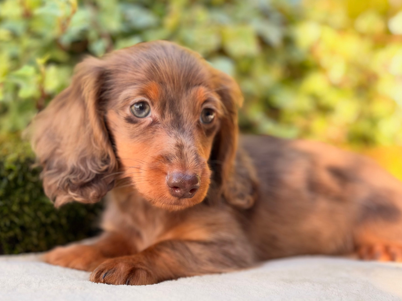 De La Cour Des Iles - Chiots disponibles - Teckel poil long