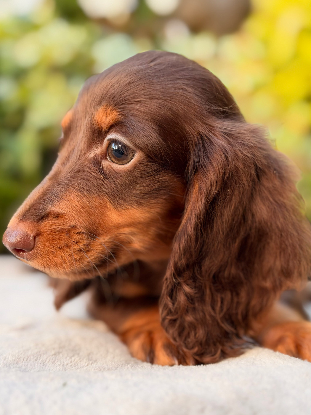 De La Cour Des Iles - Chiots disponibles - Teckel poil long
