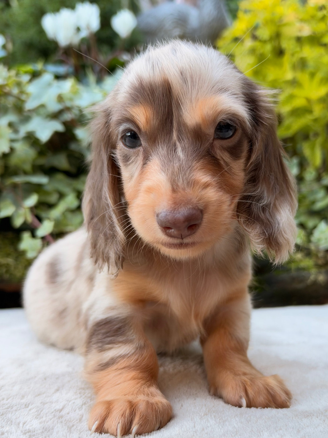 De La Cour Des Iles - Chiots disponibles - Teckel poil long