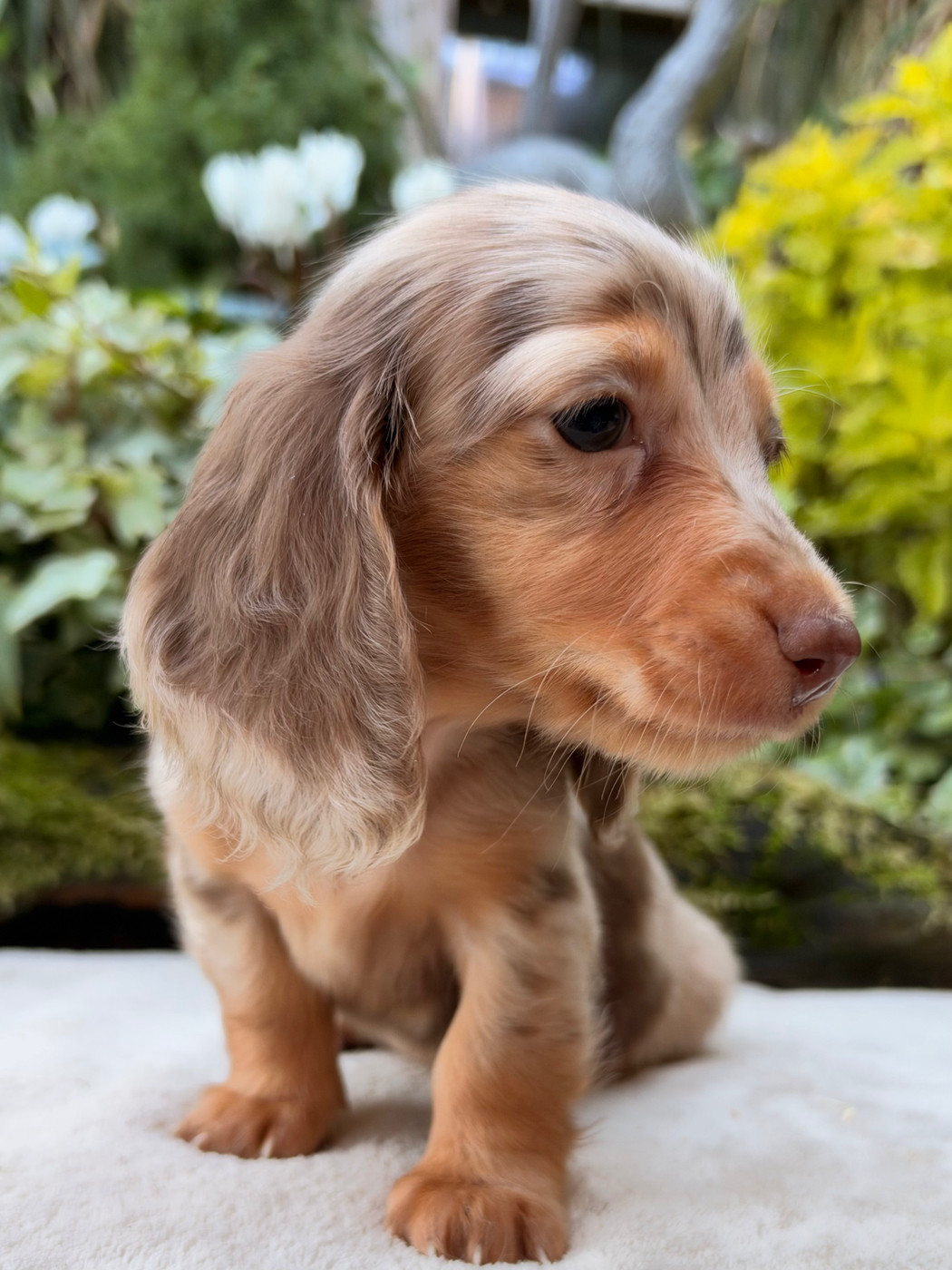 De La Cour Des Iles - Chiots disponibles - Teckel poil long