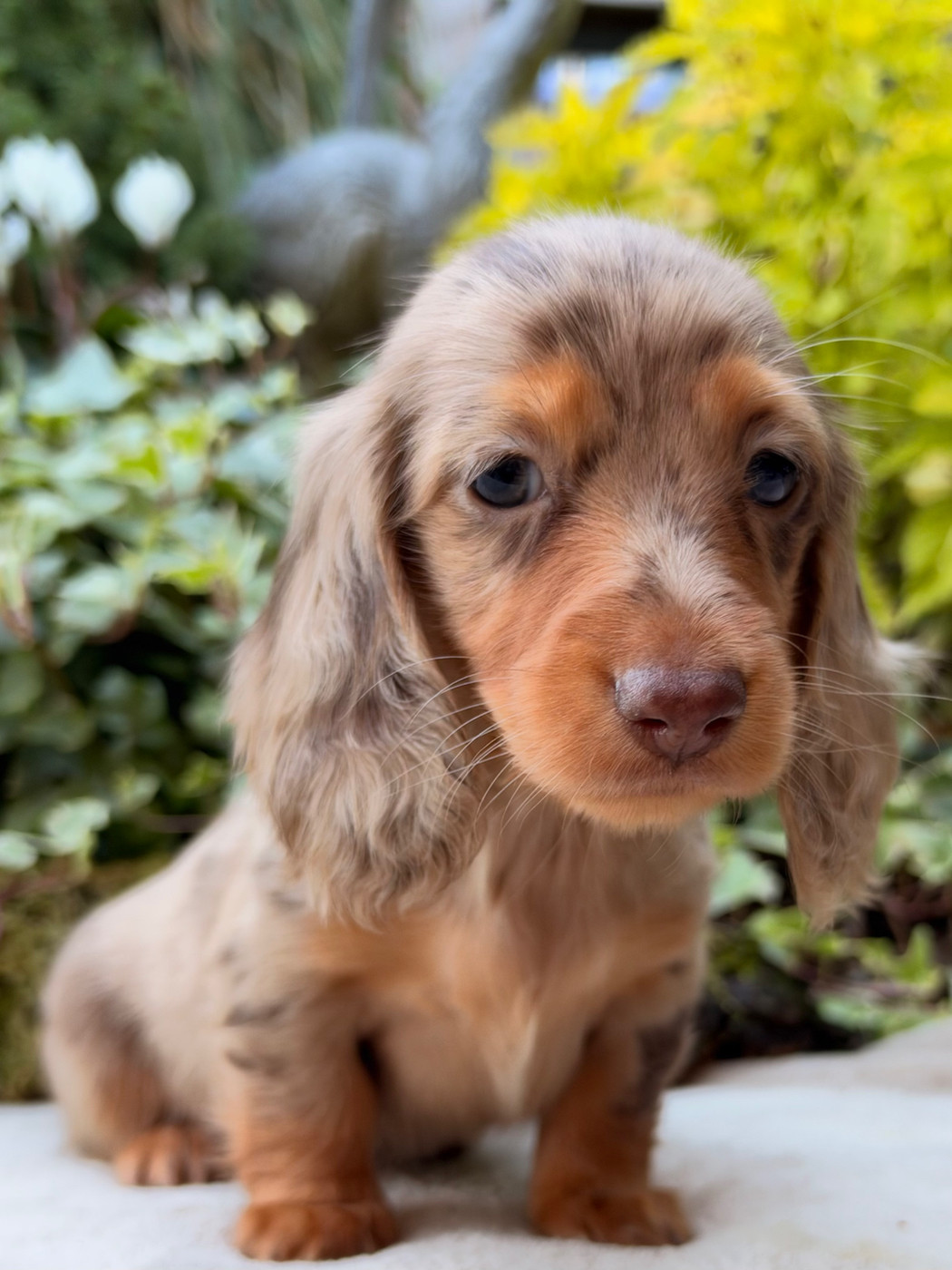 De La Cour Des Iles - Chiots disponibles - Teckel poil long