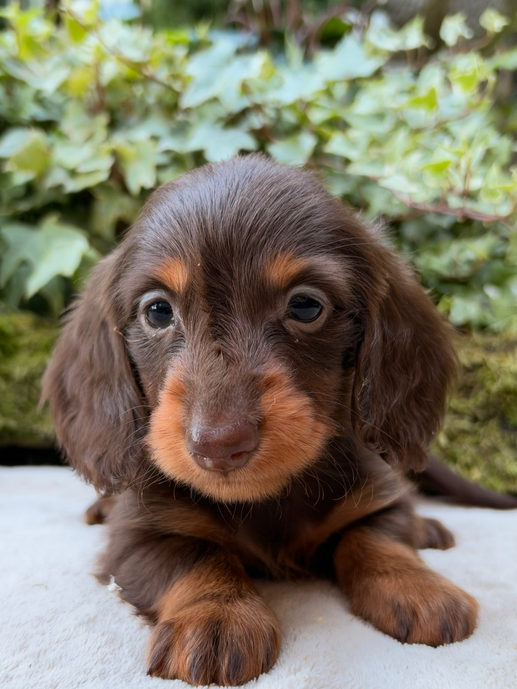 De La Cour Des Iles - Chiots disponibles - Teckel poil long