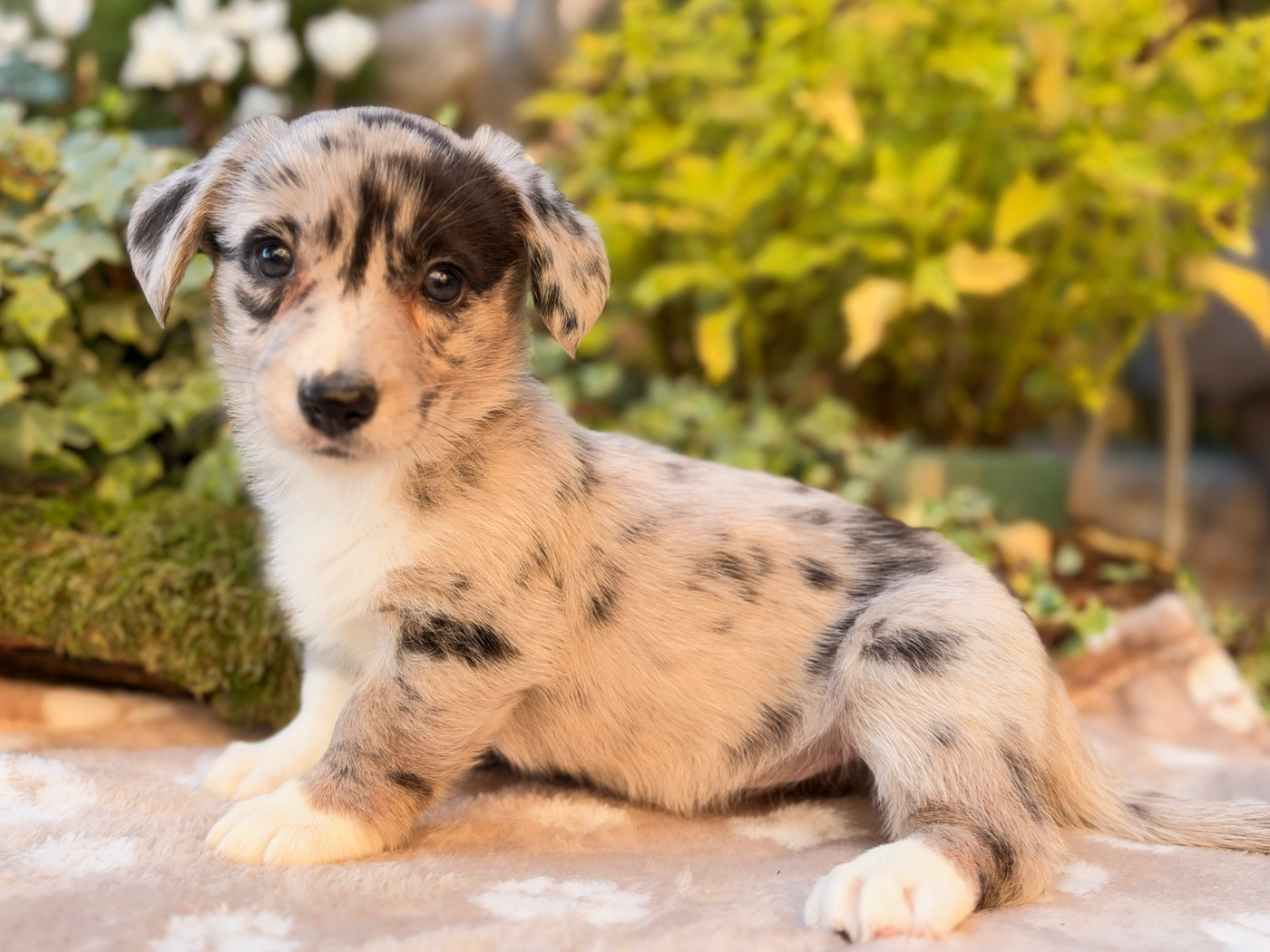 De La Cour Des Iles - Chiots disponibles - Welsh Corgi Cardigan