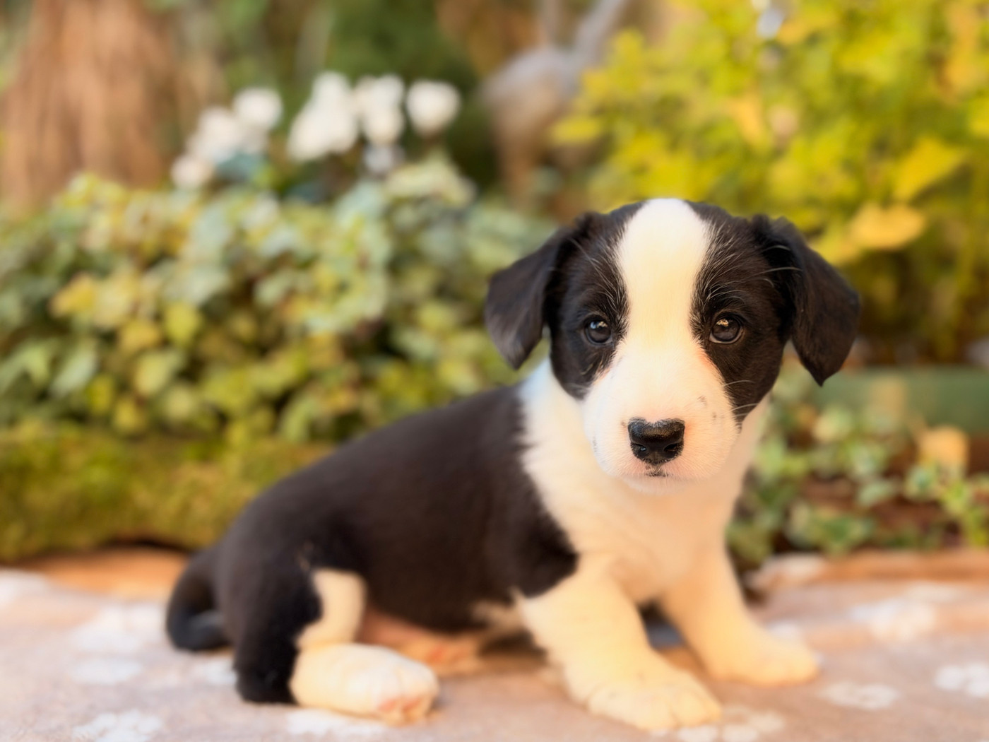De La Cour Des Iles - Chiots disponibles - Welsh Corgi Cardigan