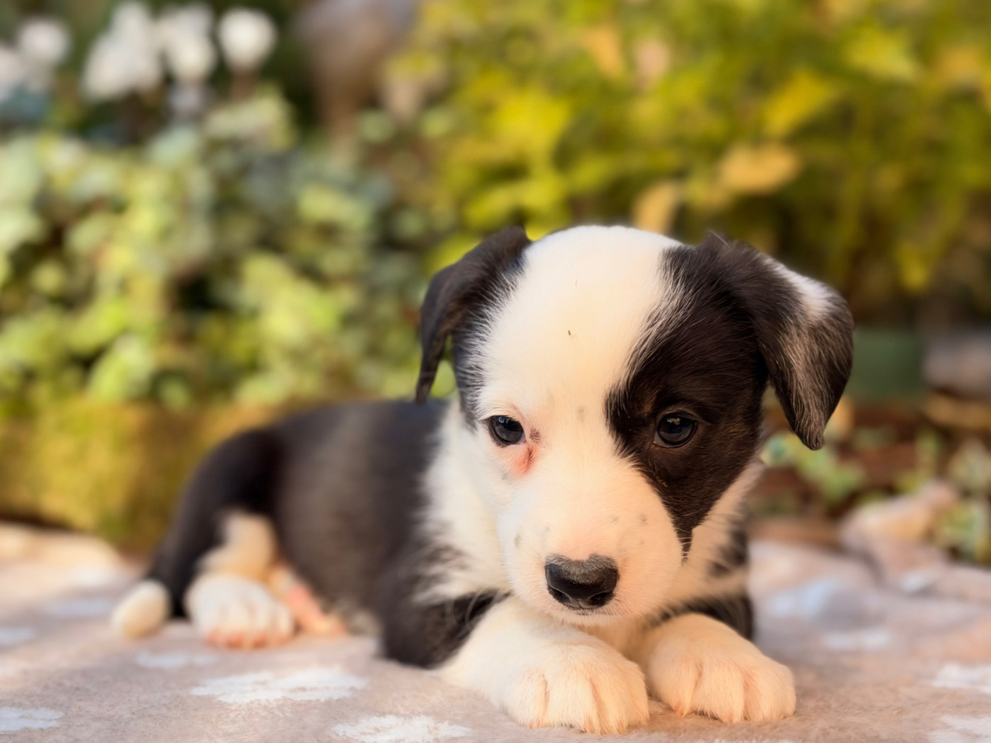 De La Cour Des Iles - Chiots disponibles - Welsh Corgi Cardigan