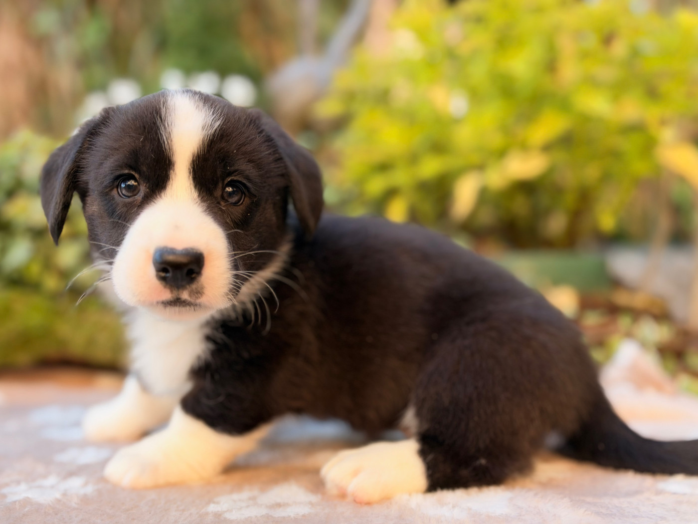 De La Cour Des Iles - Chiots disponibles - Welsh Corgi Cardigan