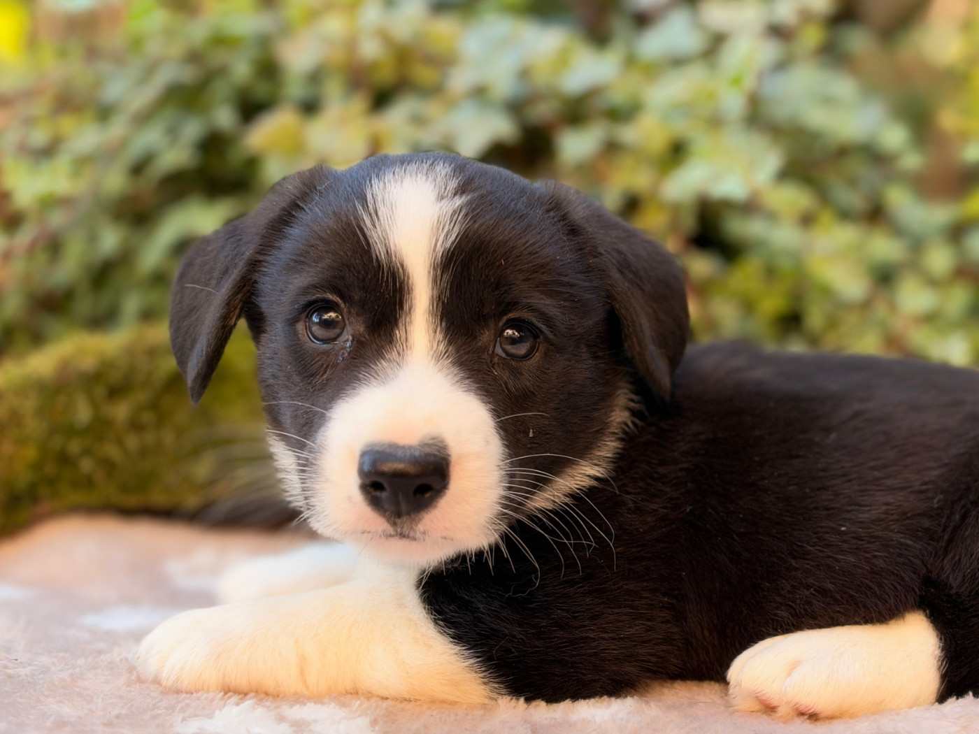 De La Cour Des Iles - Chiots disponibles - Welsh Corgi Cardigan