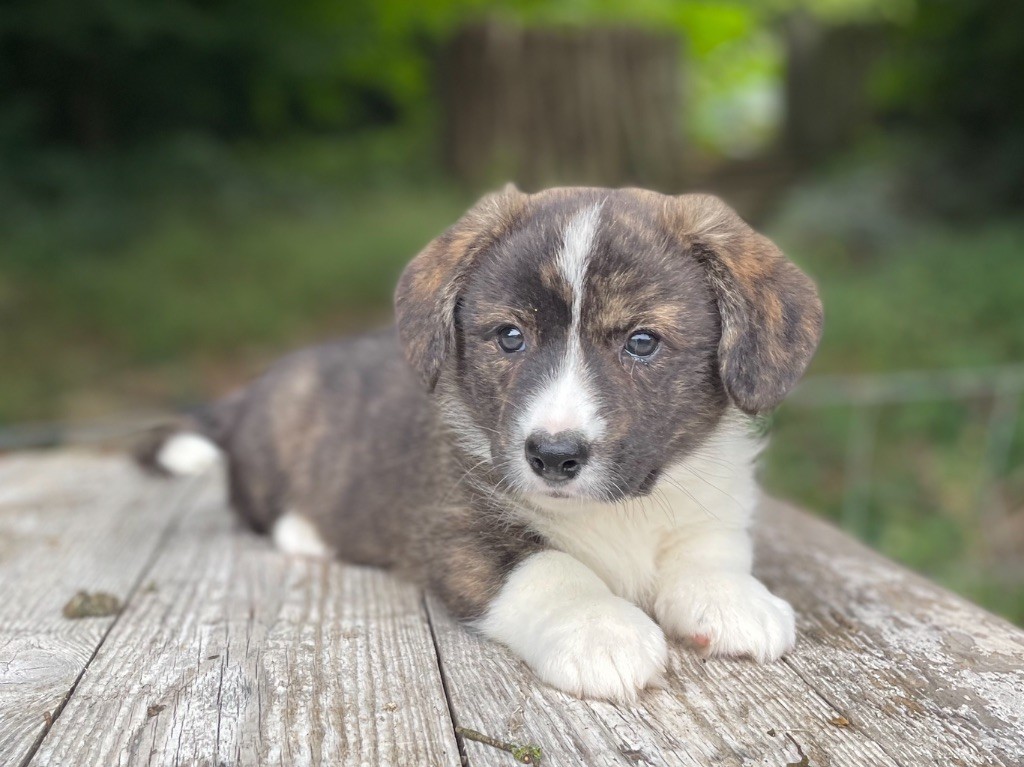 De La Cour Des Iles - Chiots disponibles - Welsh Corgi Cardigan