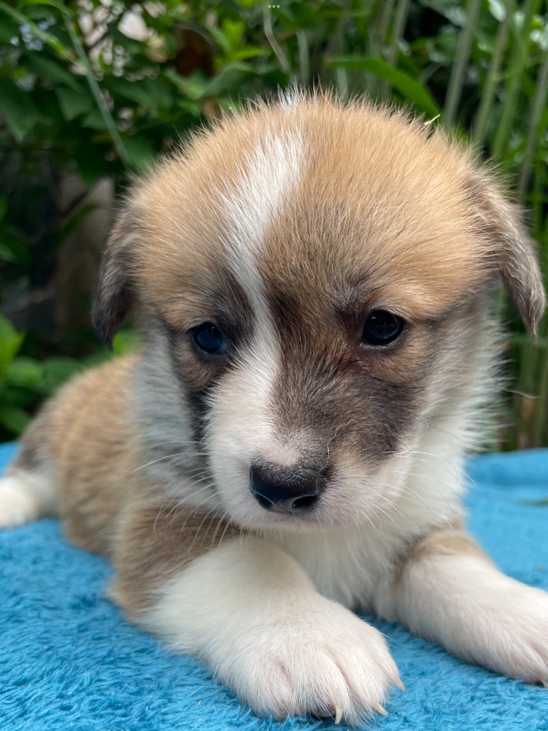 De La Cour Des Iles - Chiots disponibles - Welsh Corgi Pembroke